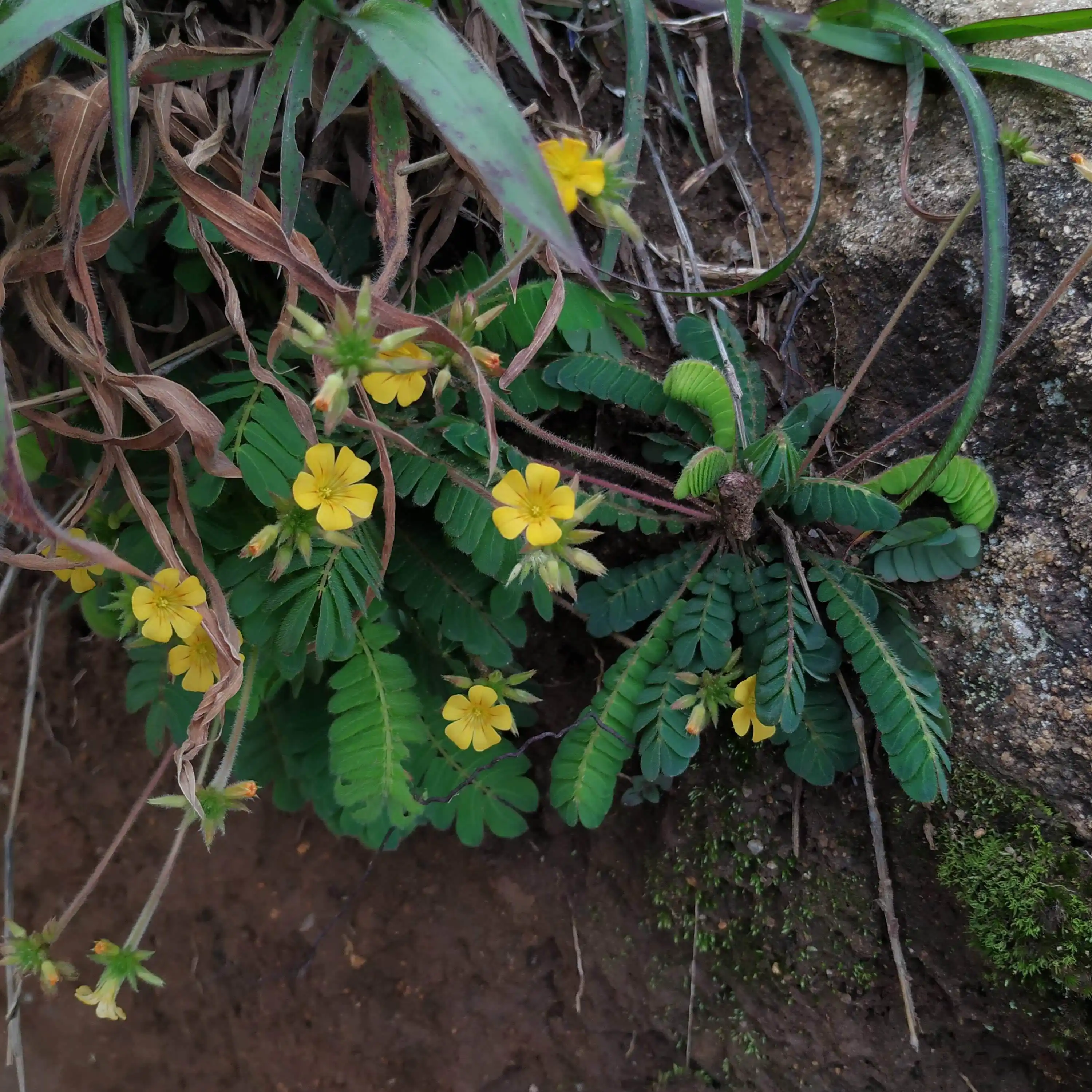 A beautiful Biophytum species