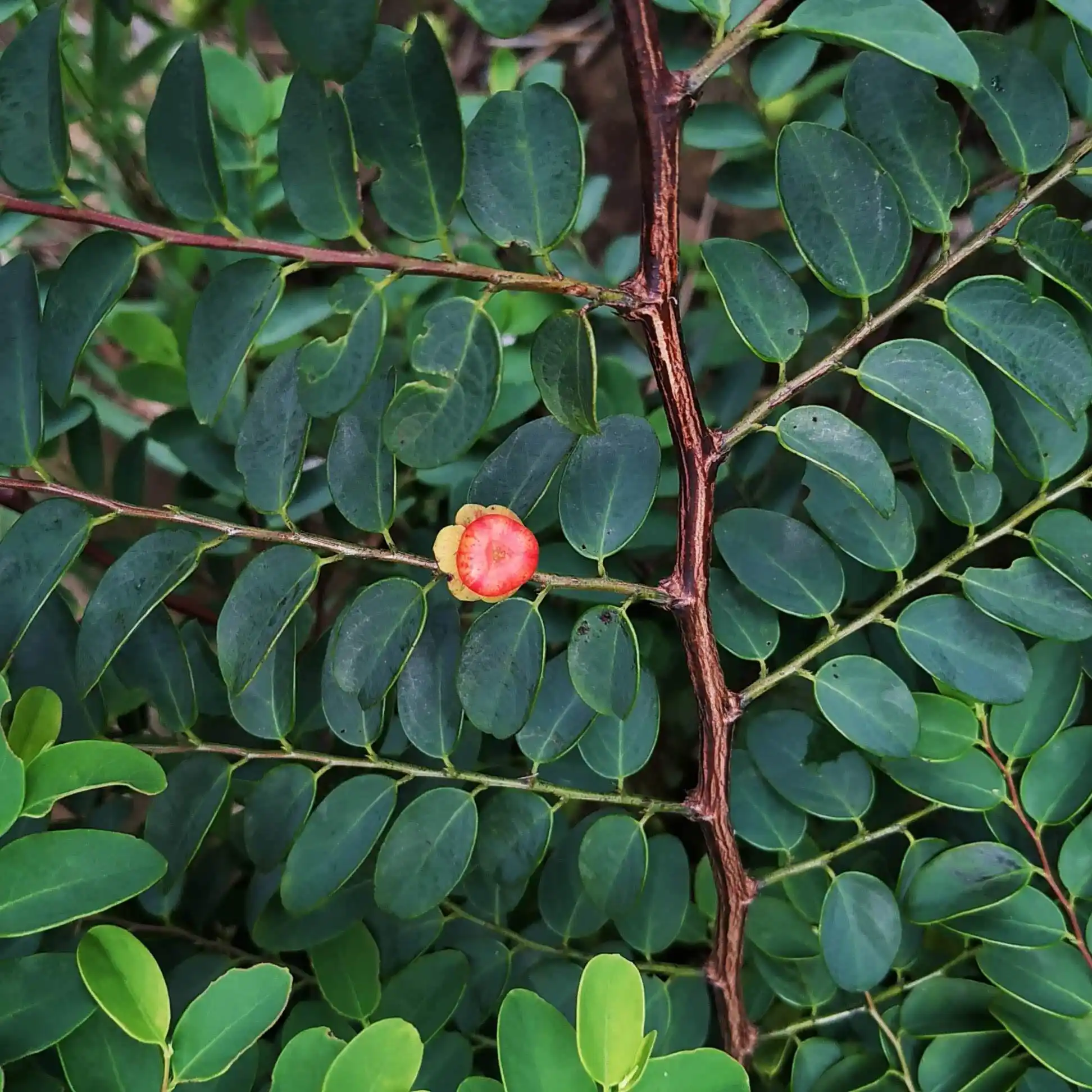 Breynia retusa