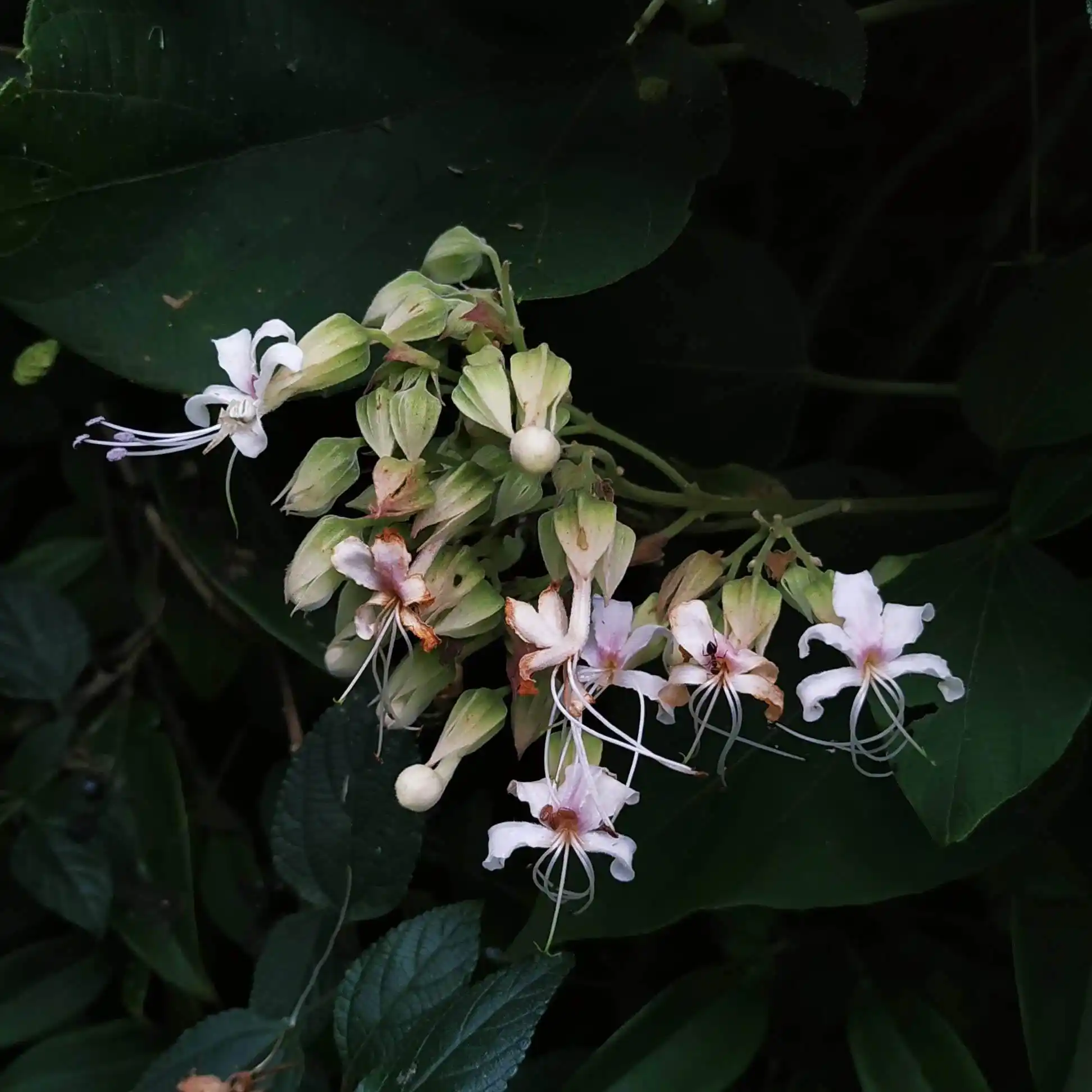 Clerodendrum infortunatum