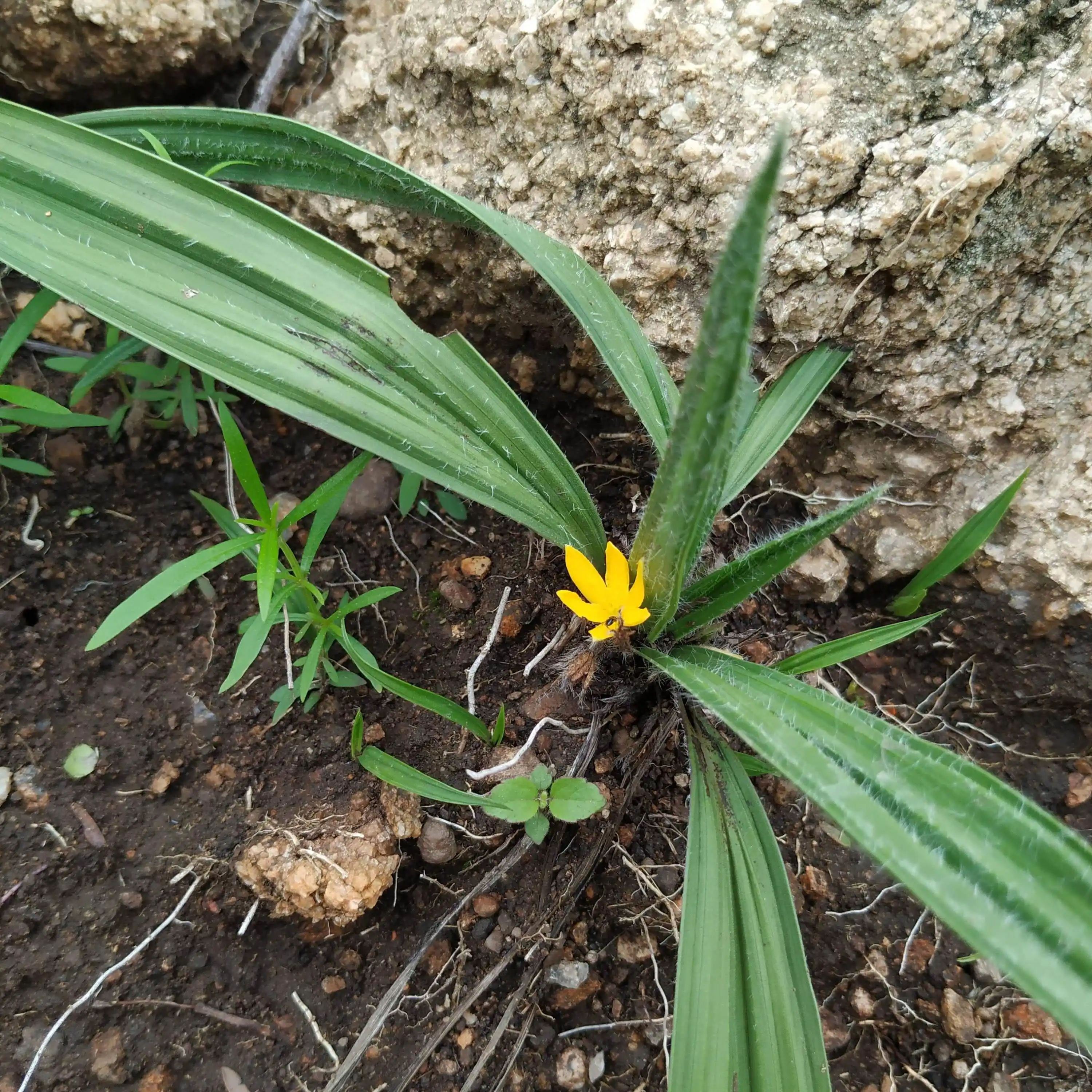 Curculigo orchioides