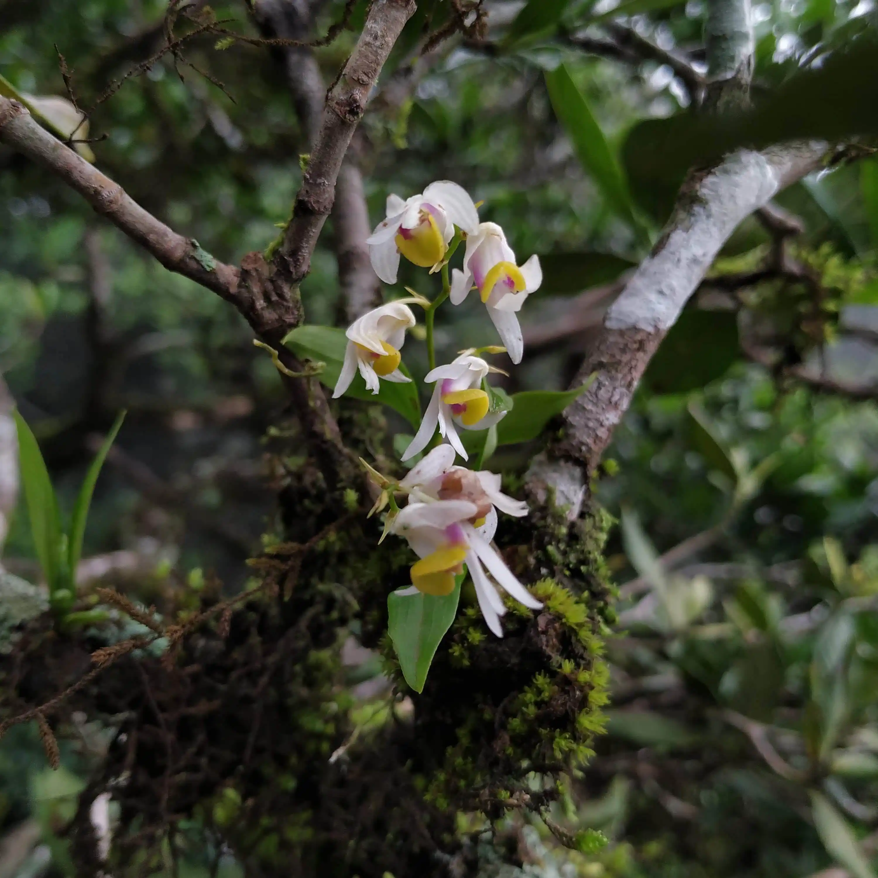 Dendrobium anilii