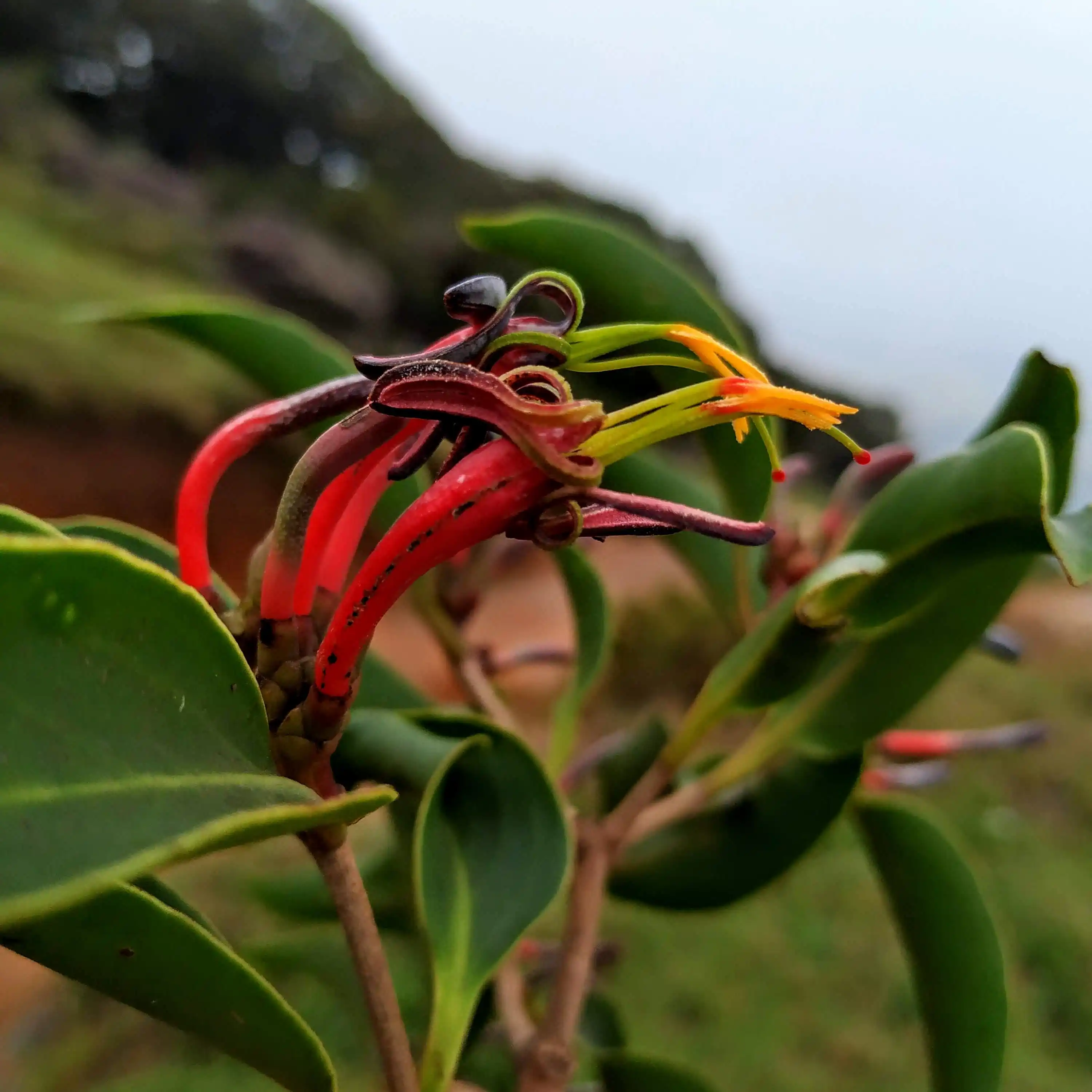 Dendrophthoe neelgherrensis