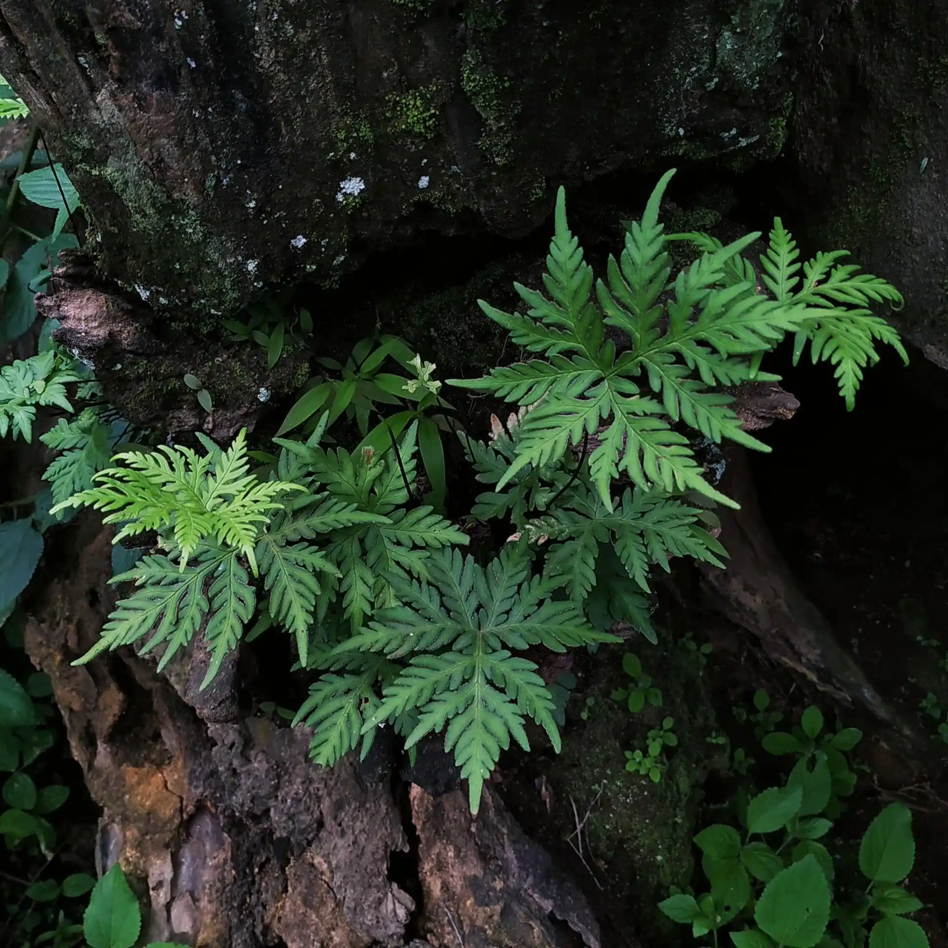 Doryopteris concolor