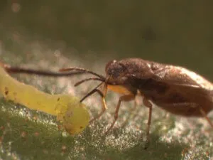 Geocoris bugs eating the caterpillars