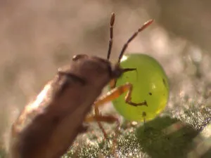 Geocoris bug feeding on the eggs
