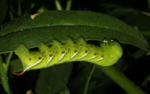 Hawkmoth caterpillar