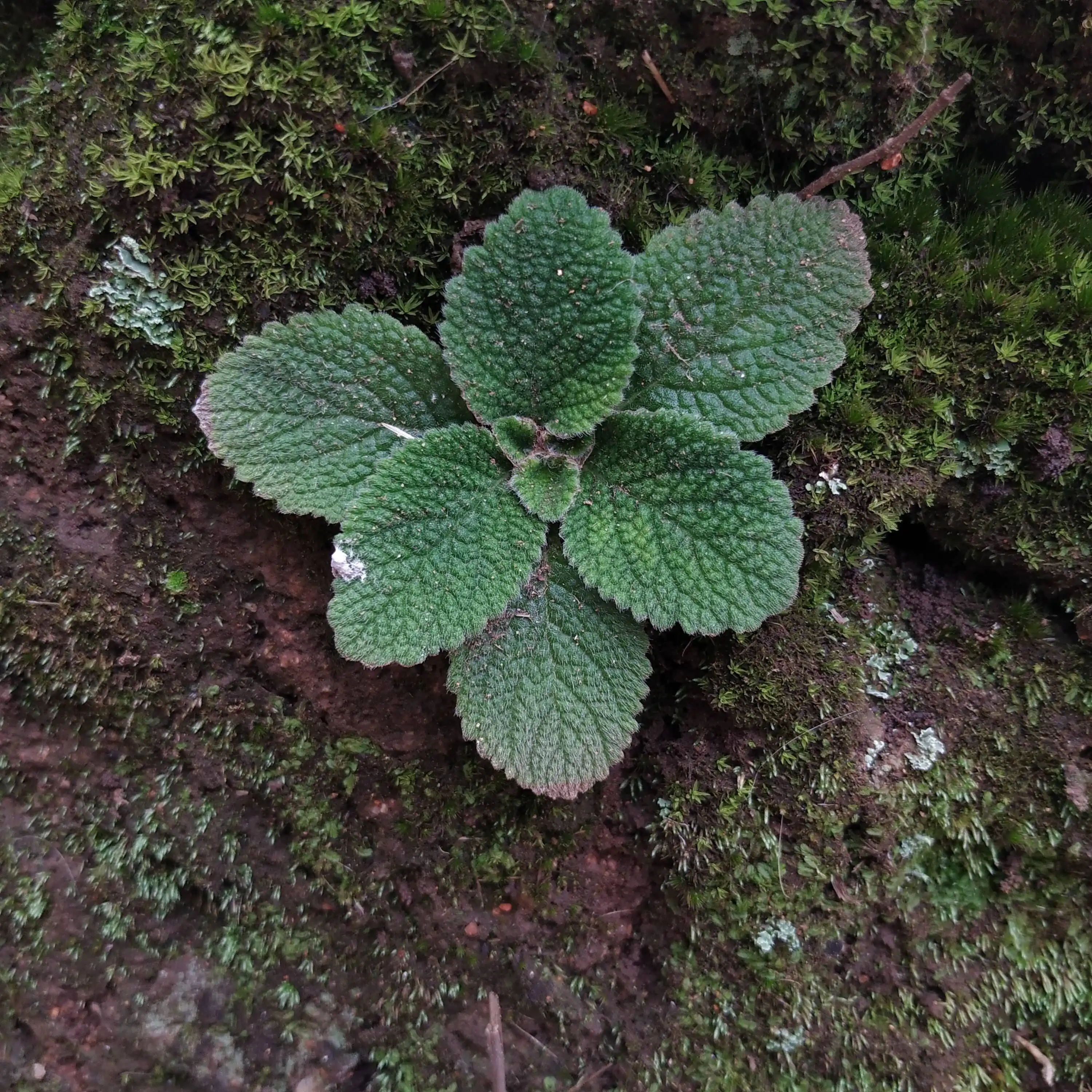 Henckelia incana