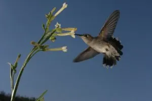 Humming bird pollinating Nicotiana attenuata