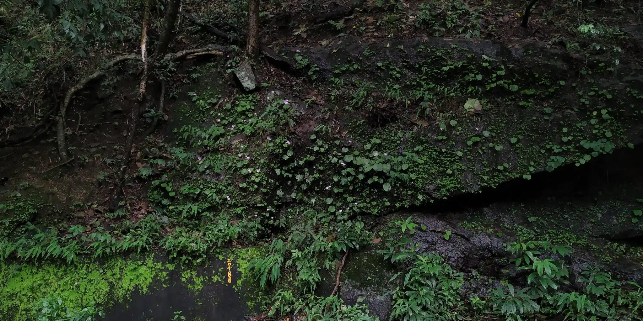 Impatiens growing on a rock face