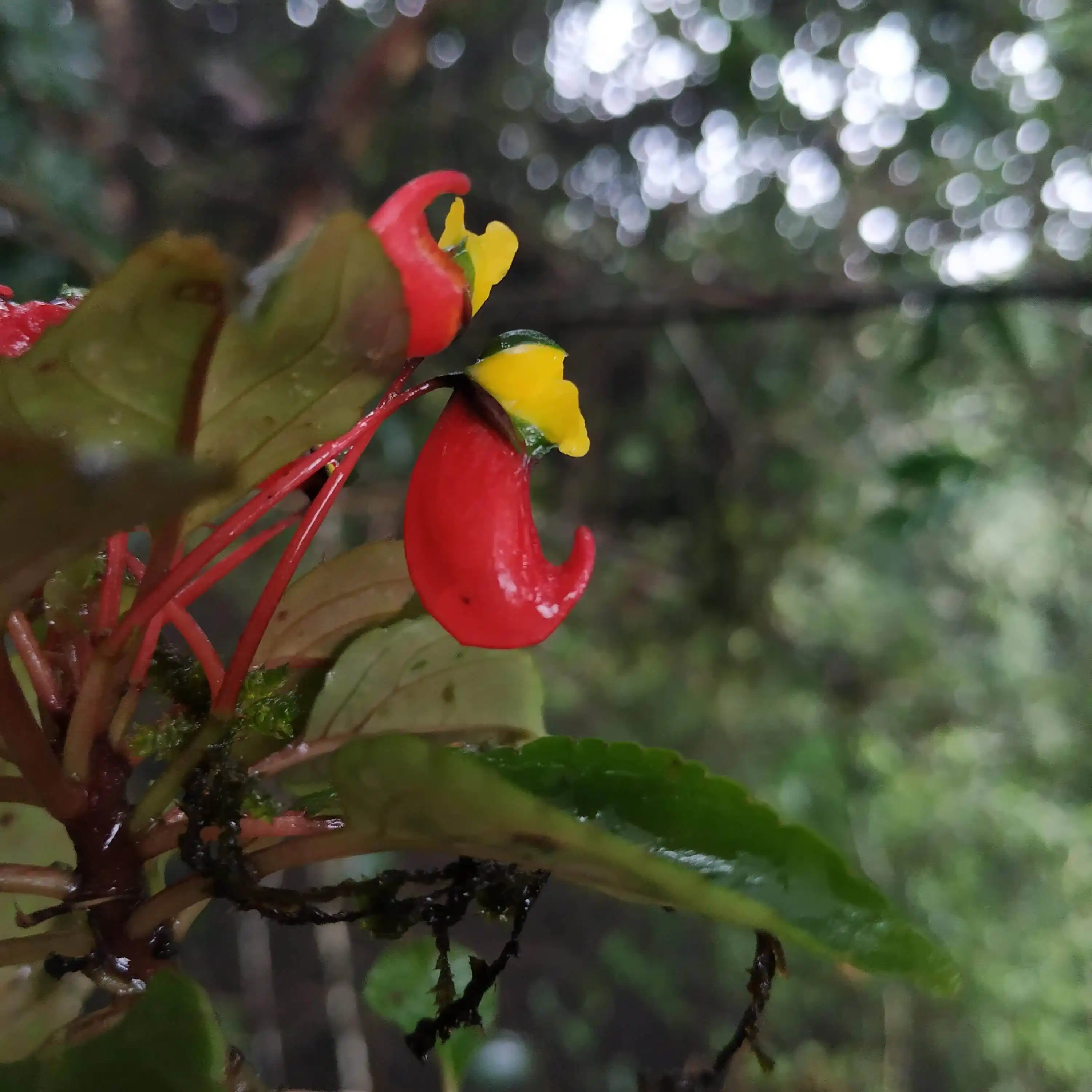 Impatiens jerdoniae