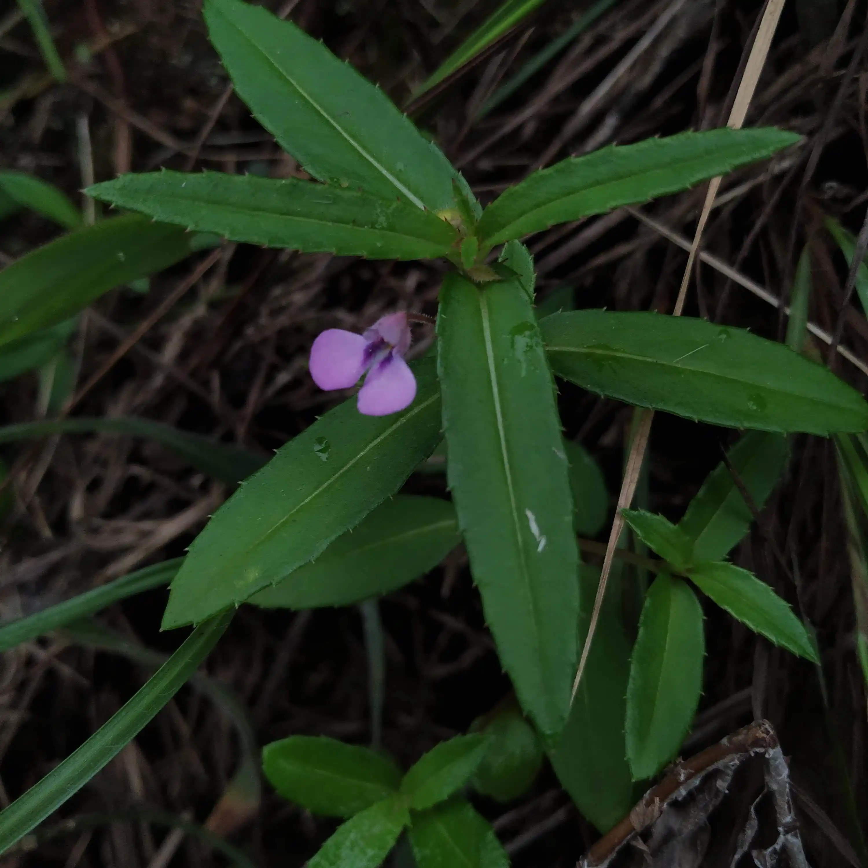 Impatiens tomentosa