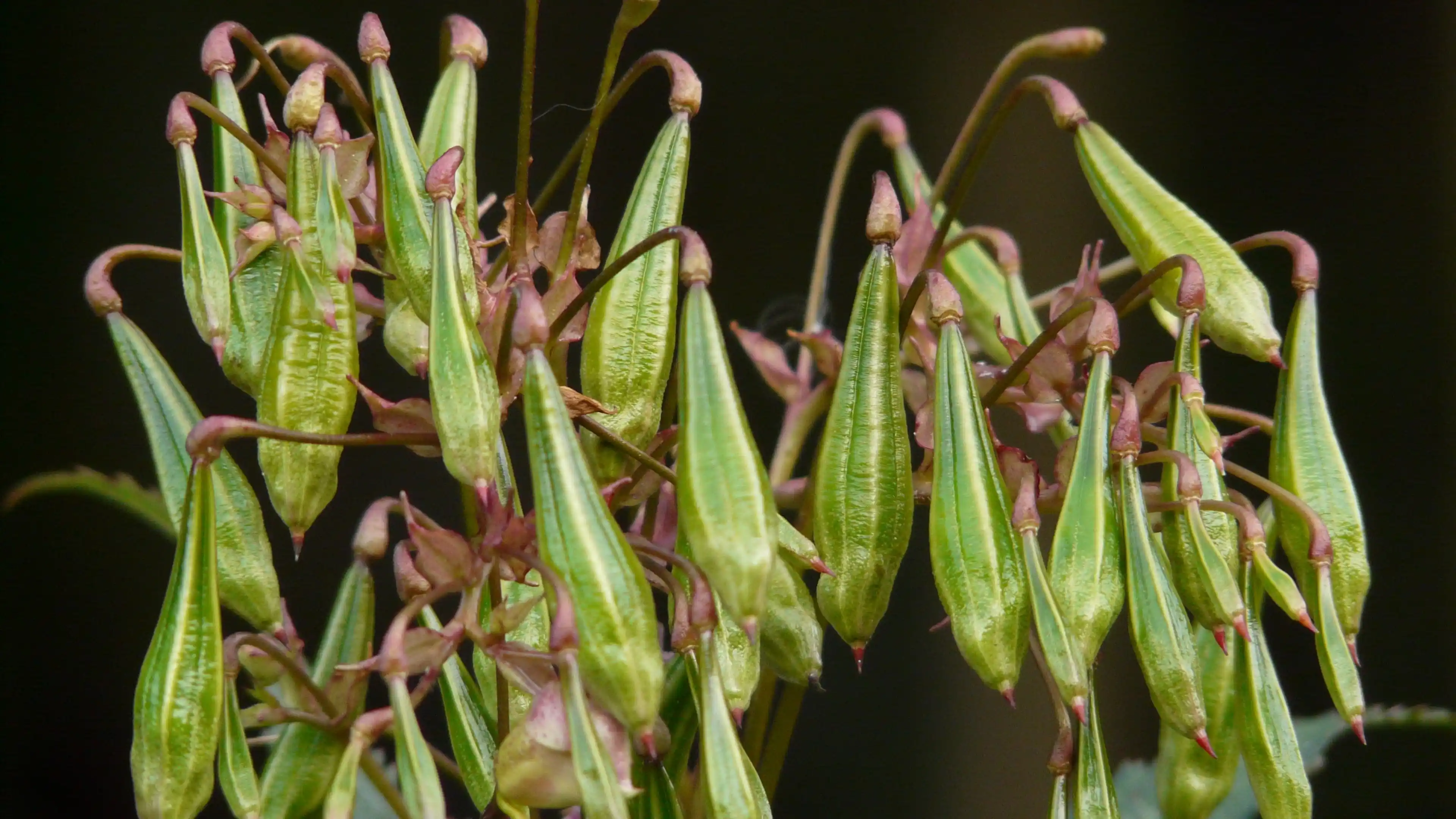 Impatiens glandulifera fruits