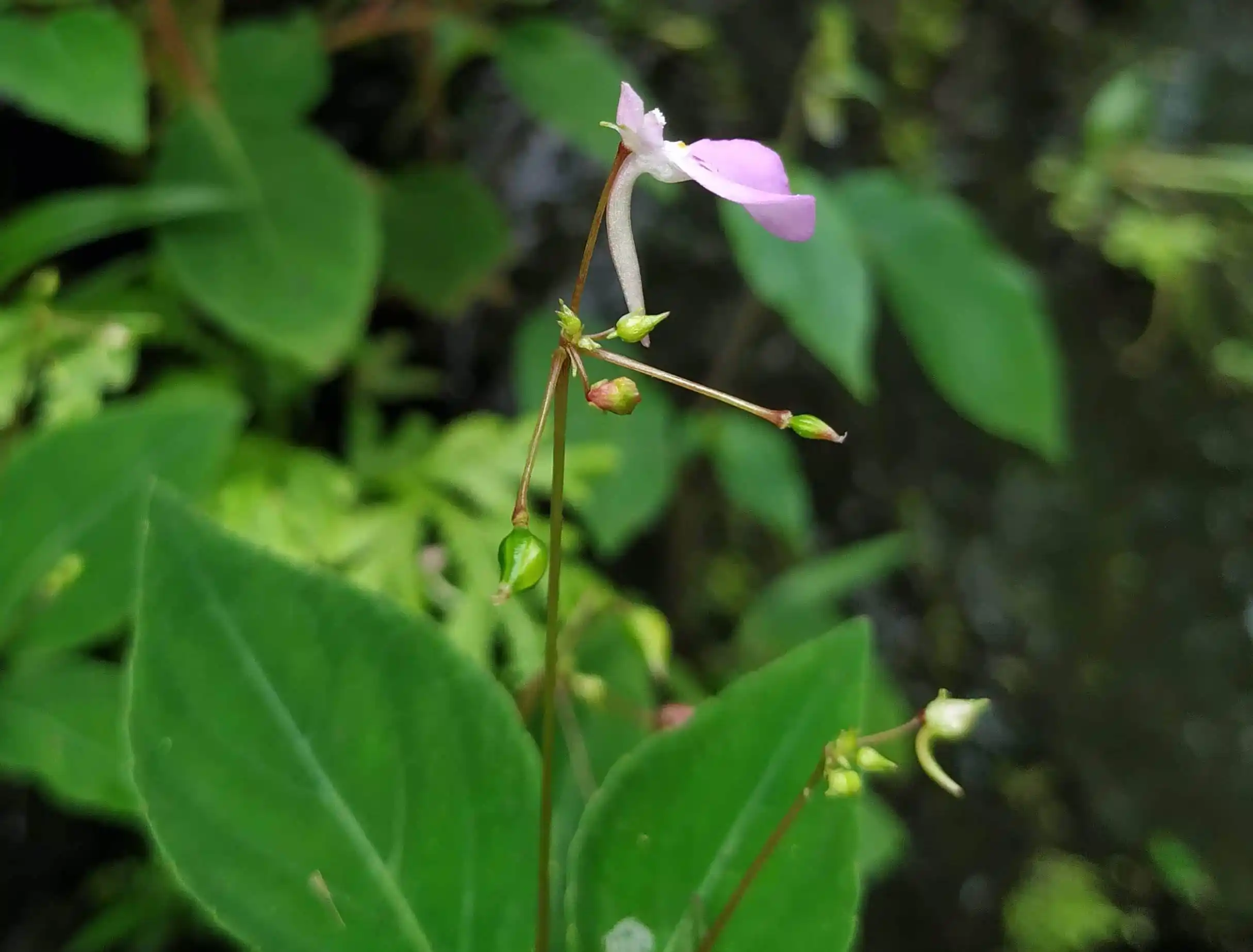 Impatiens viscosa