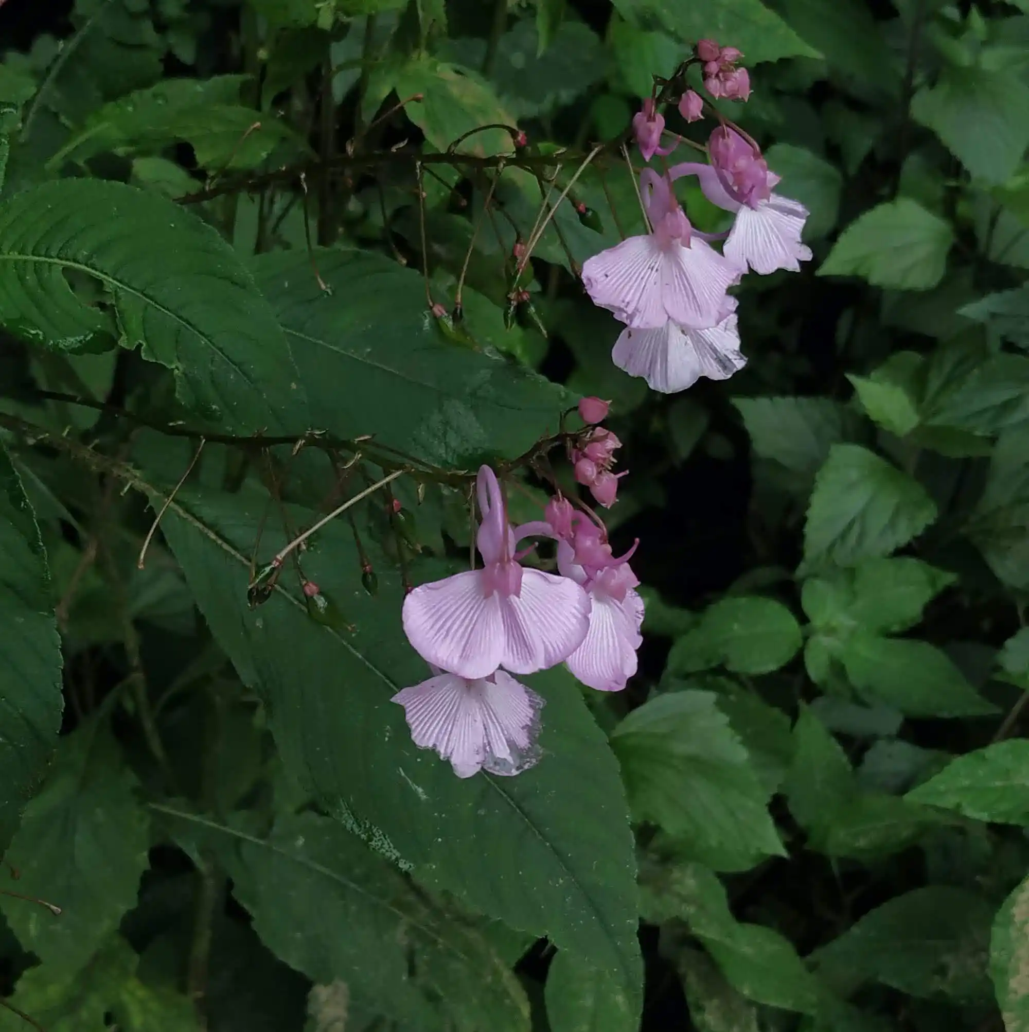 Impatiens maculata