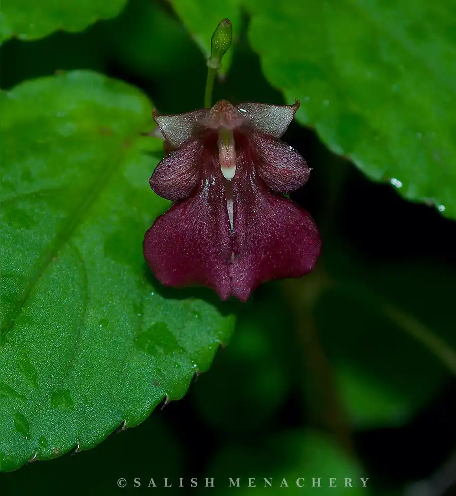 Impatiens anaimudica