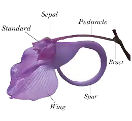 Impatiens flower with parts marked