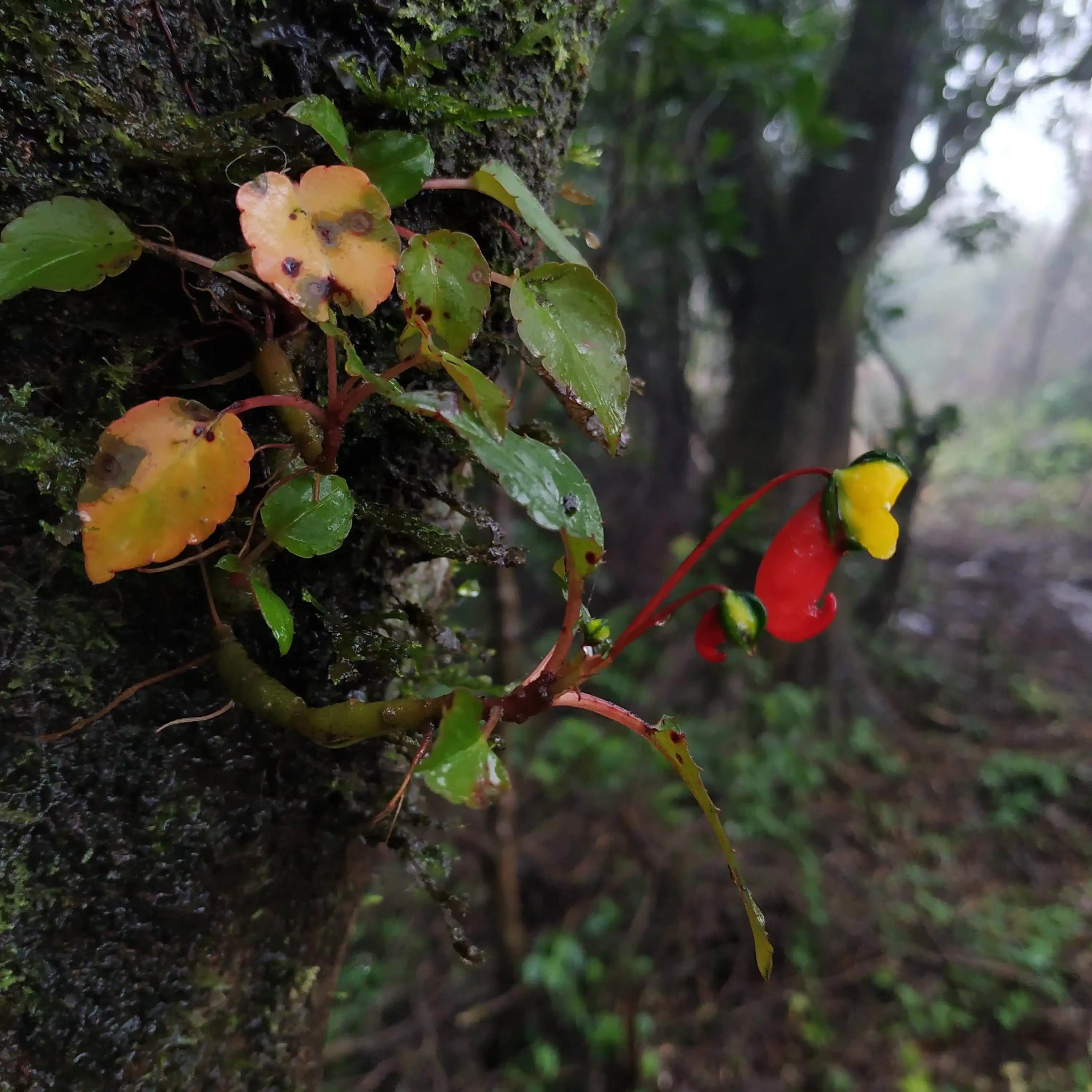 Impatiens jerdoniae