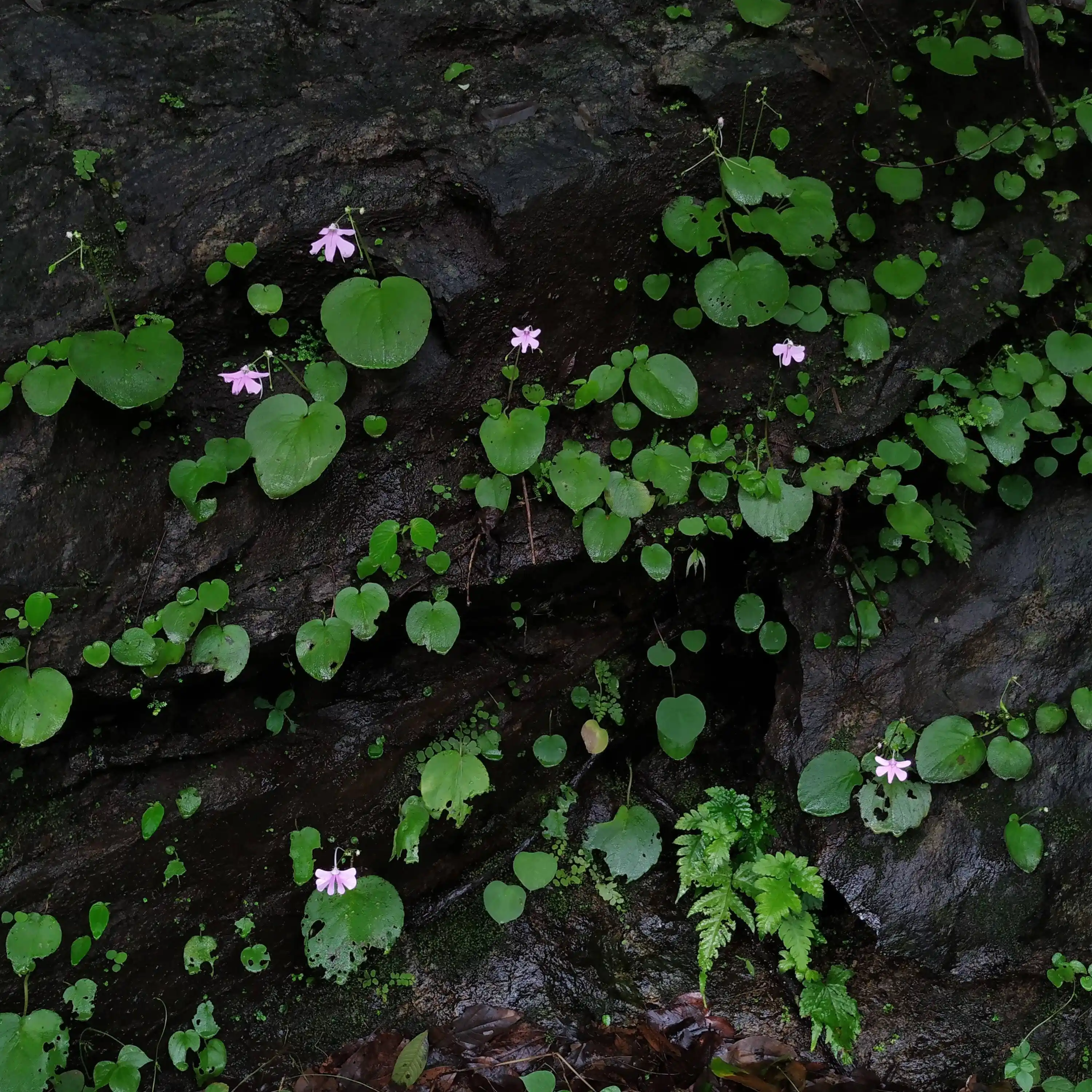 Impatiens scapilfora