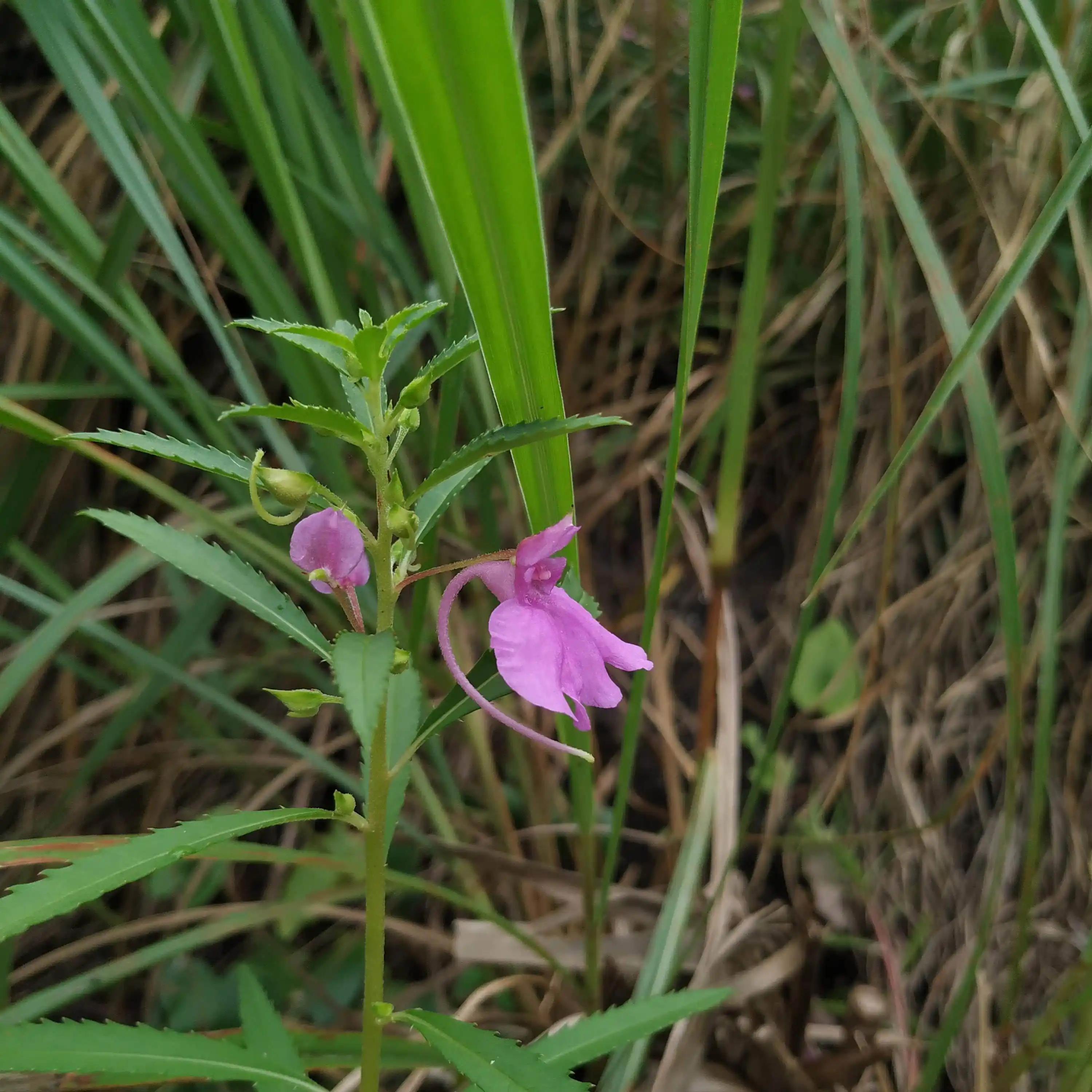 Impatiens balsamina var. rosea