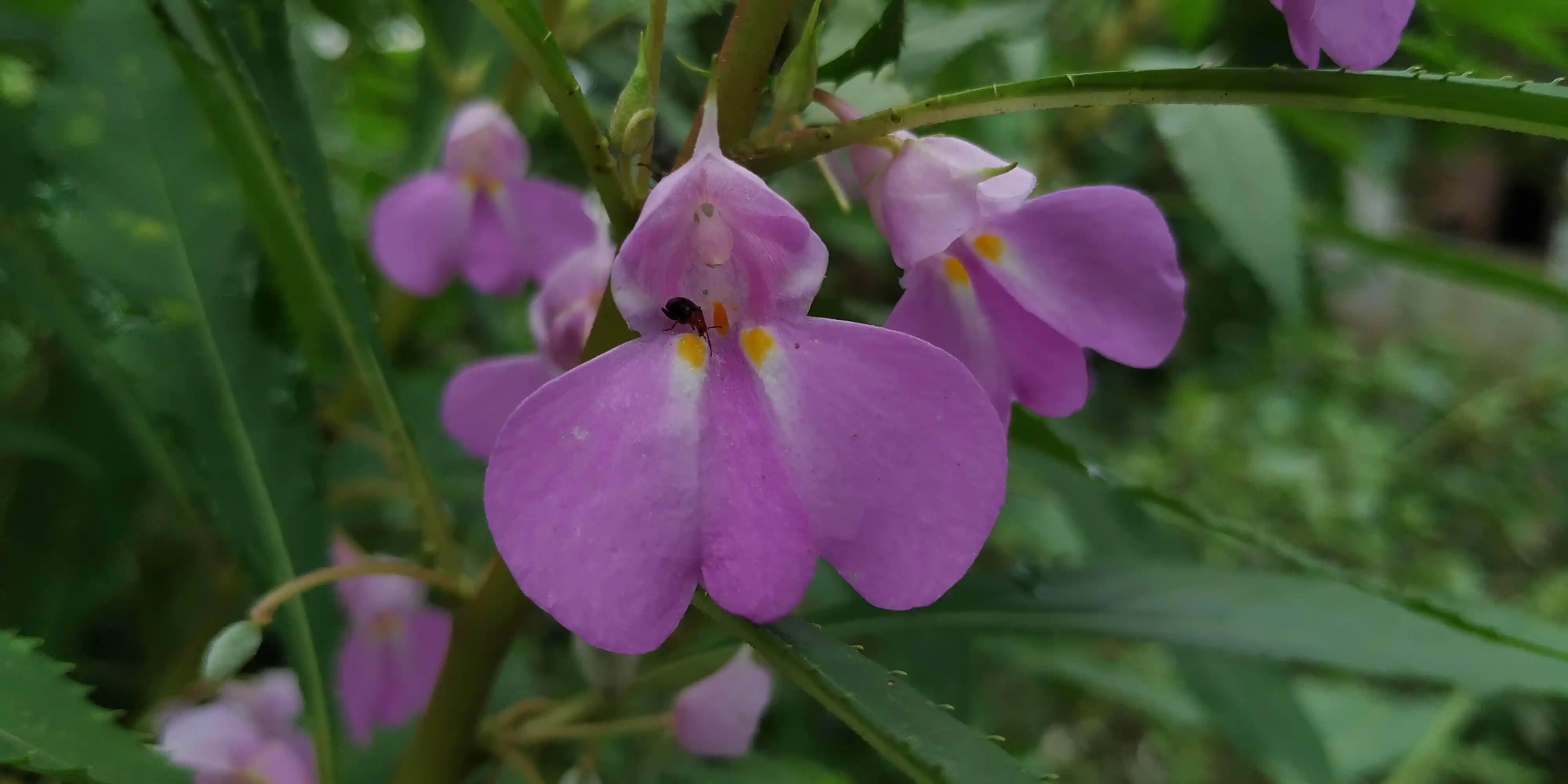Impatiens balsamina var. balsamina
