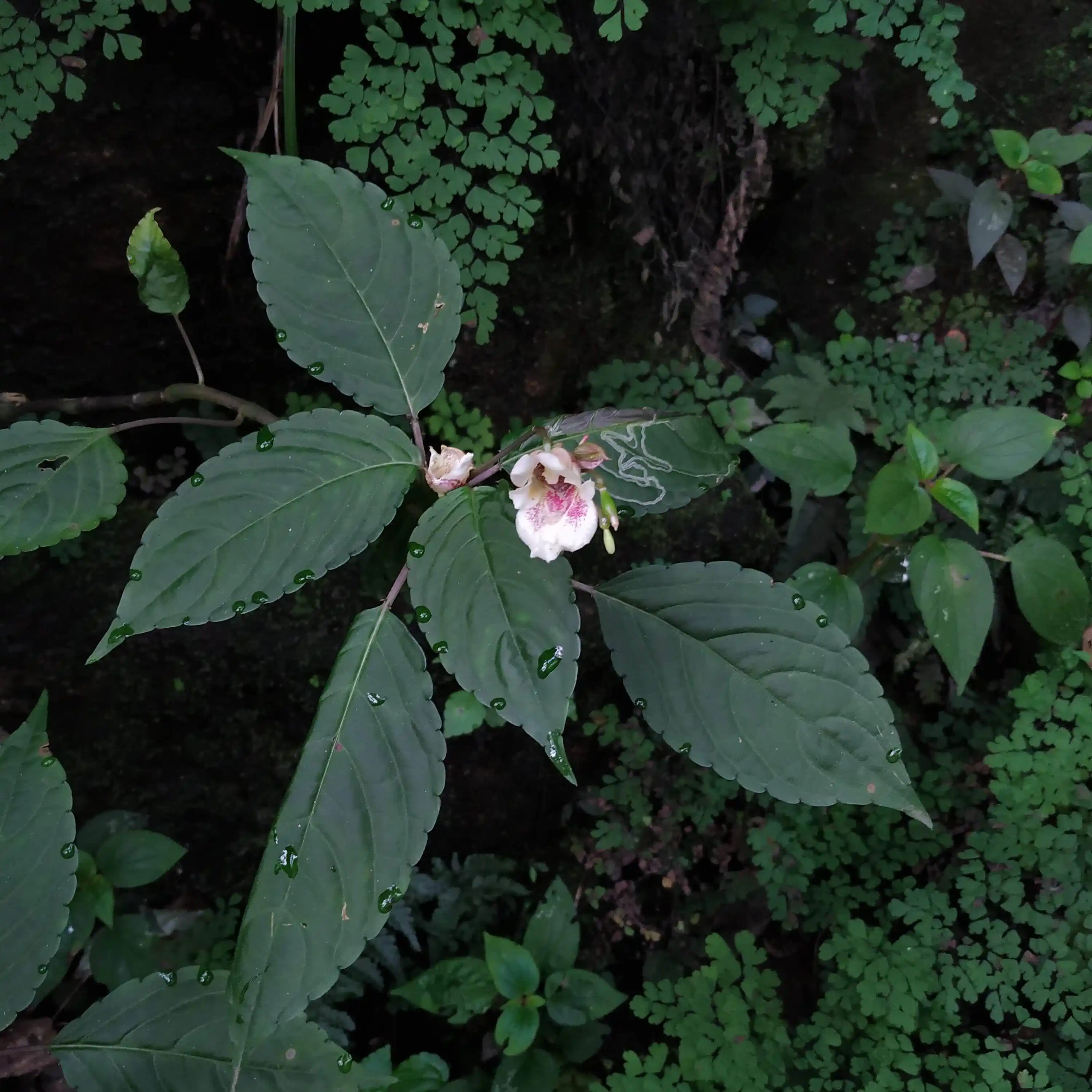 Impatiens campanulata