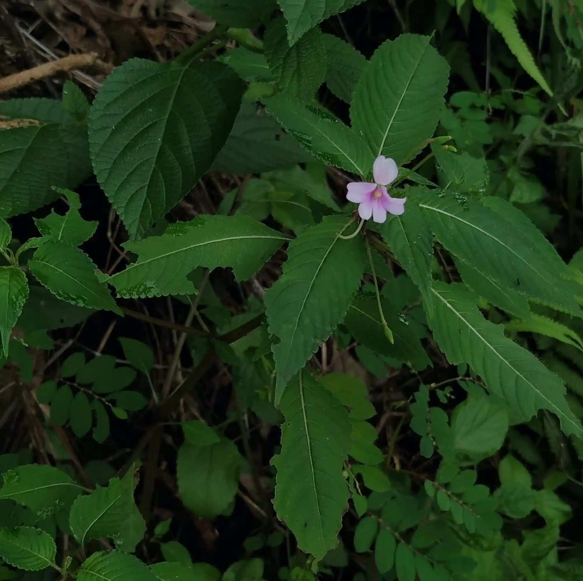 Impatiens dasysperma