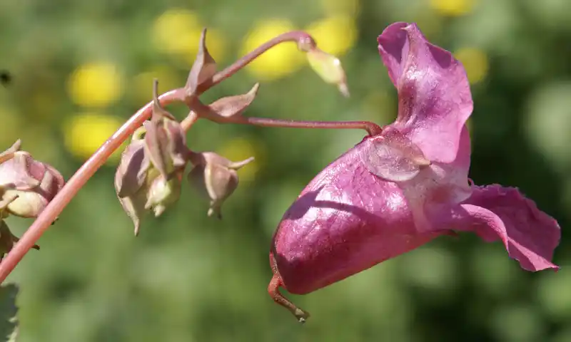 Impatiens glandulifera flower sideview