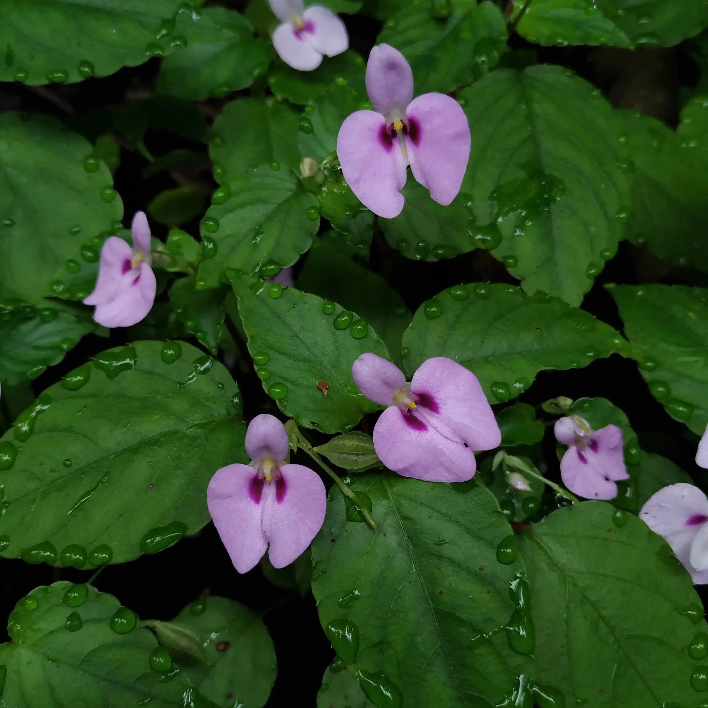 Impatiens elegans