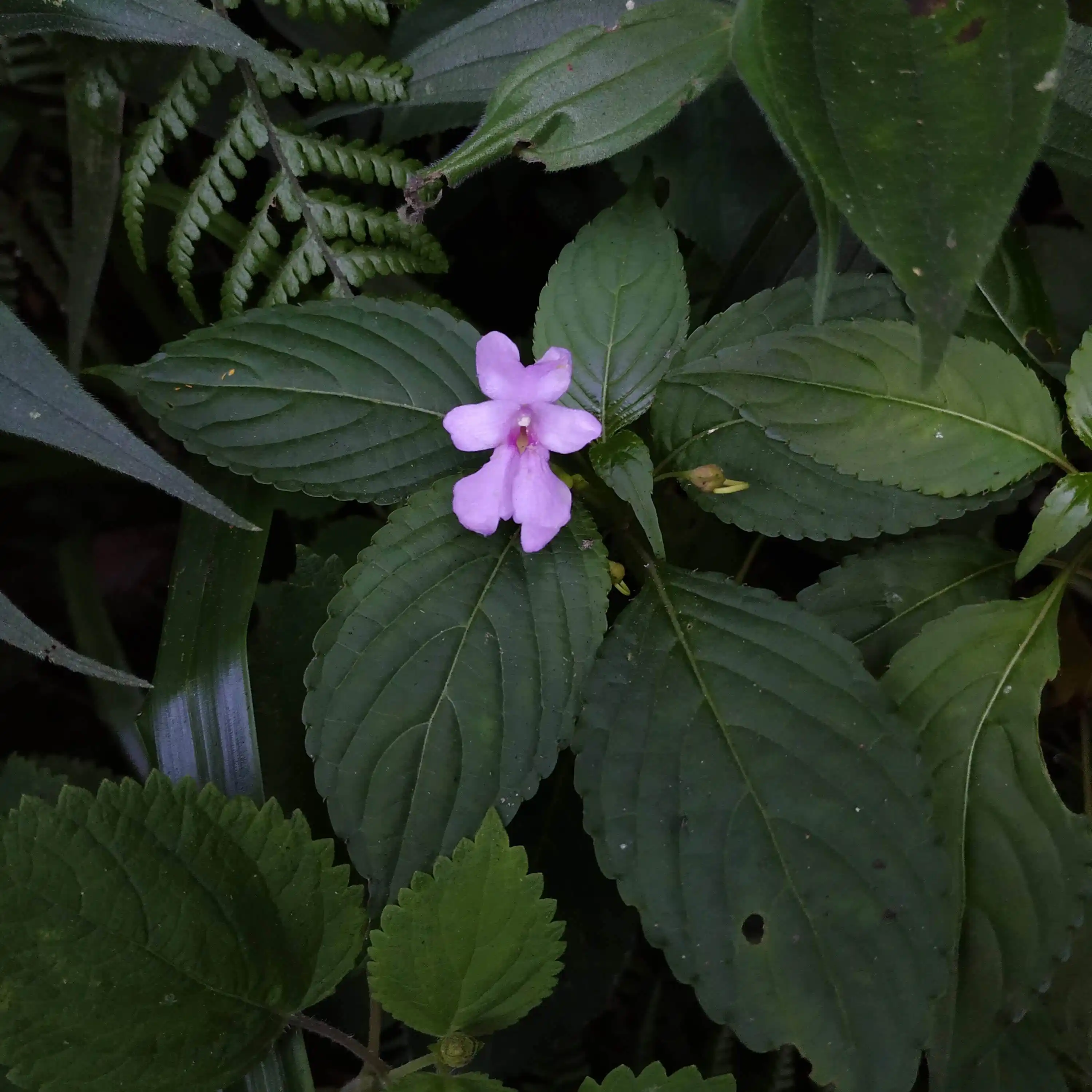 Impatiens floribunda