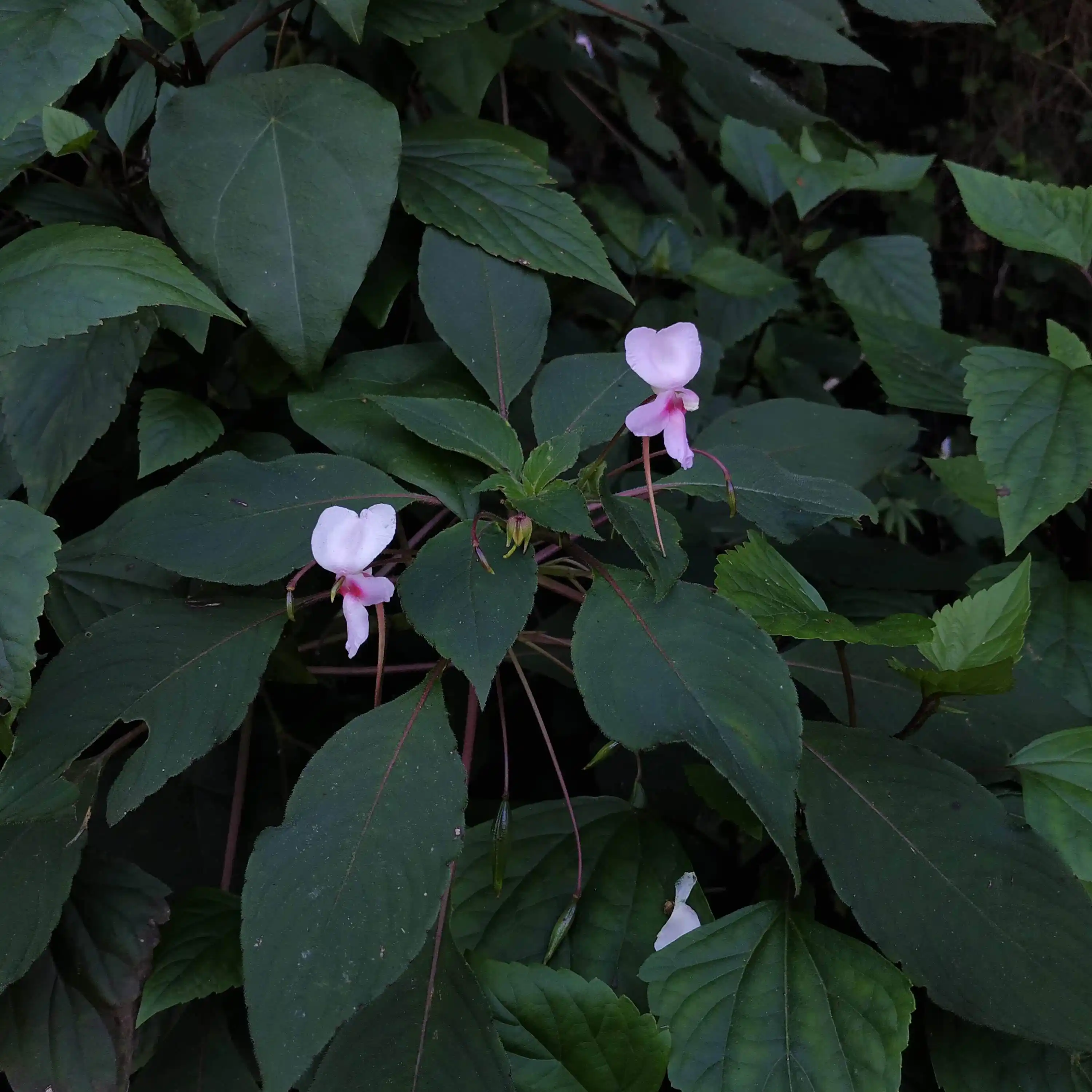 Impatiens fruticosa
