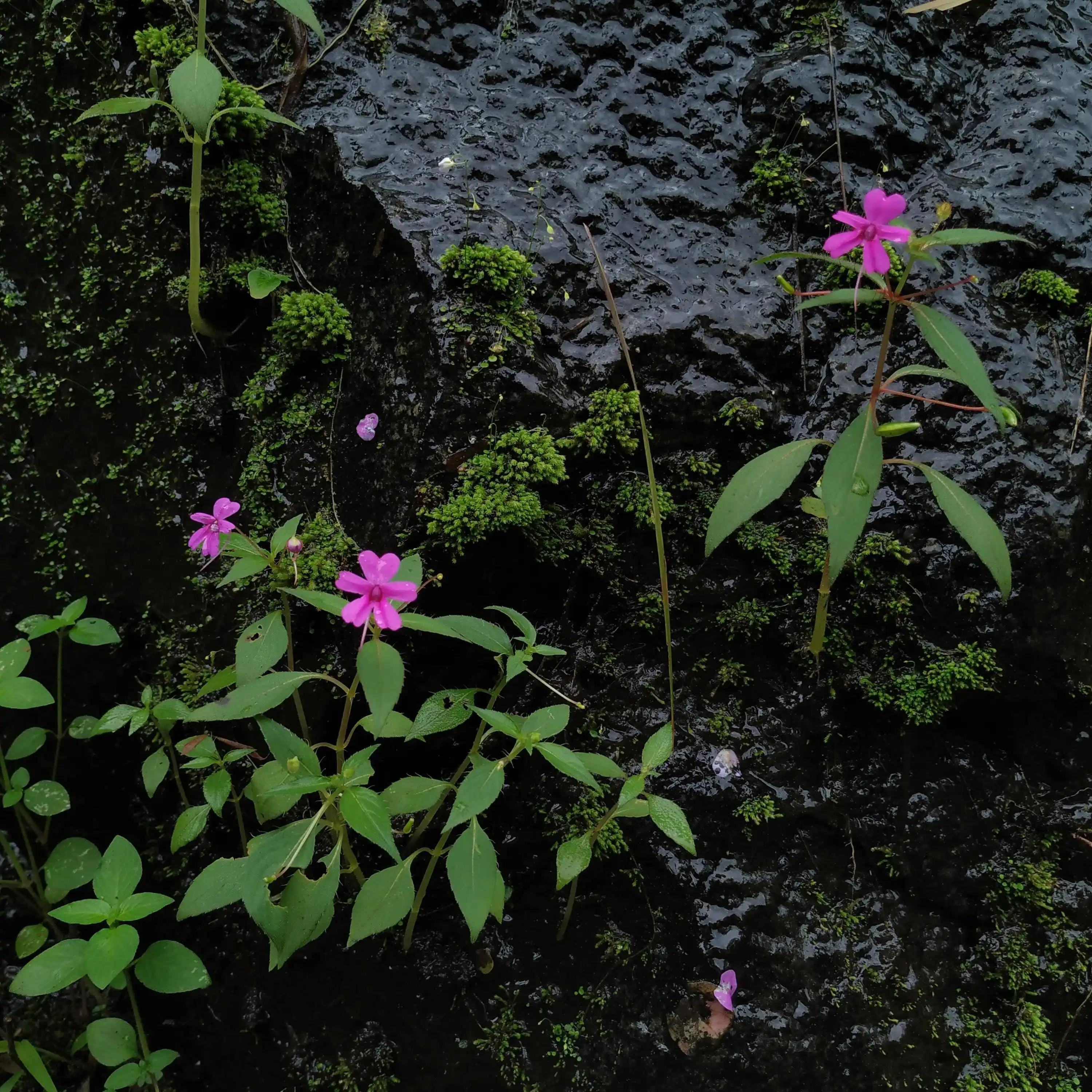Impatiens gardneriana