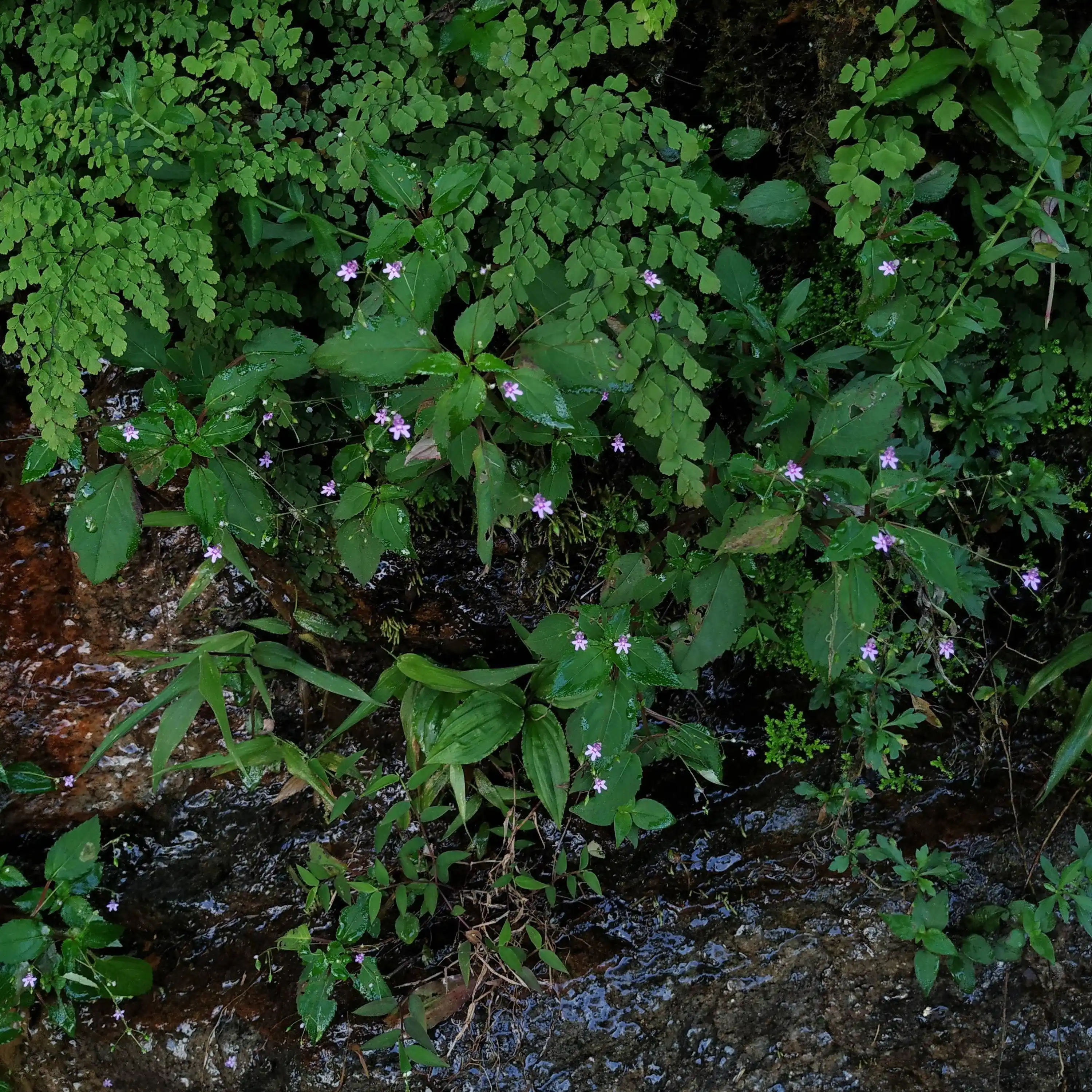 Impatiens goughii