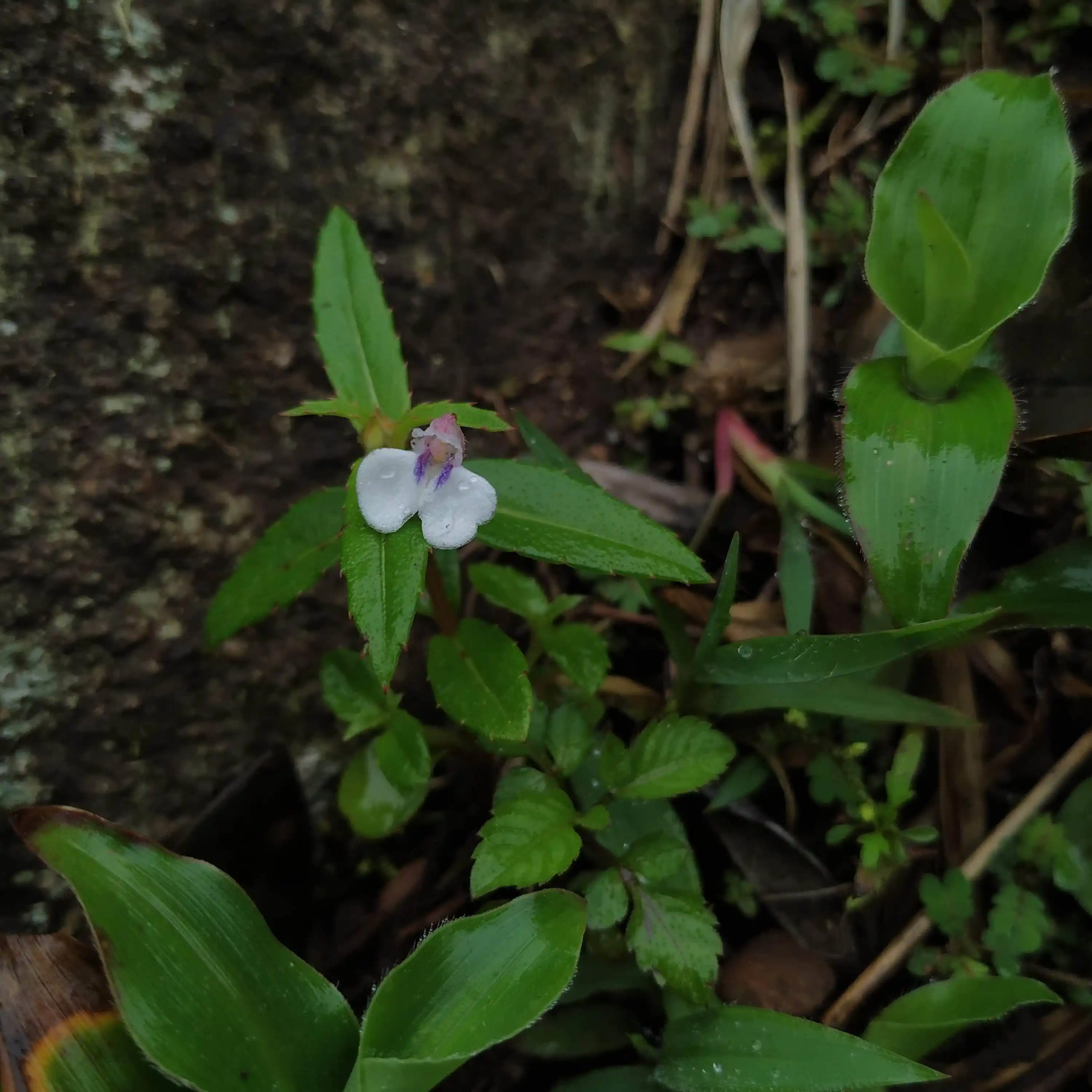 Impatiens inconspicua