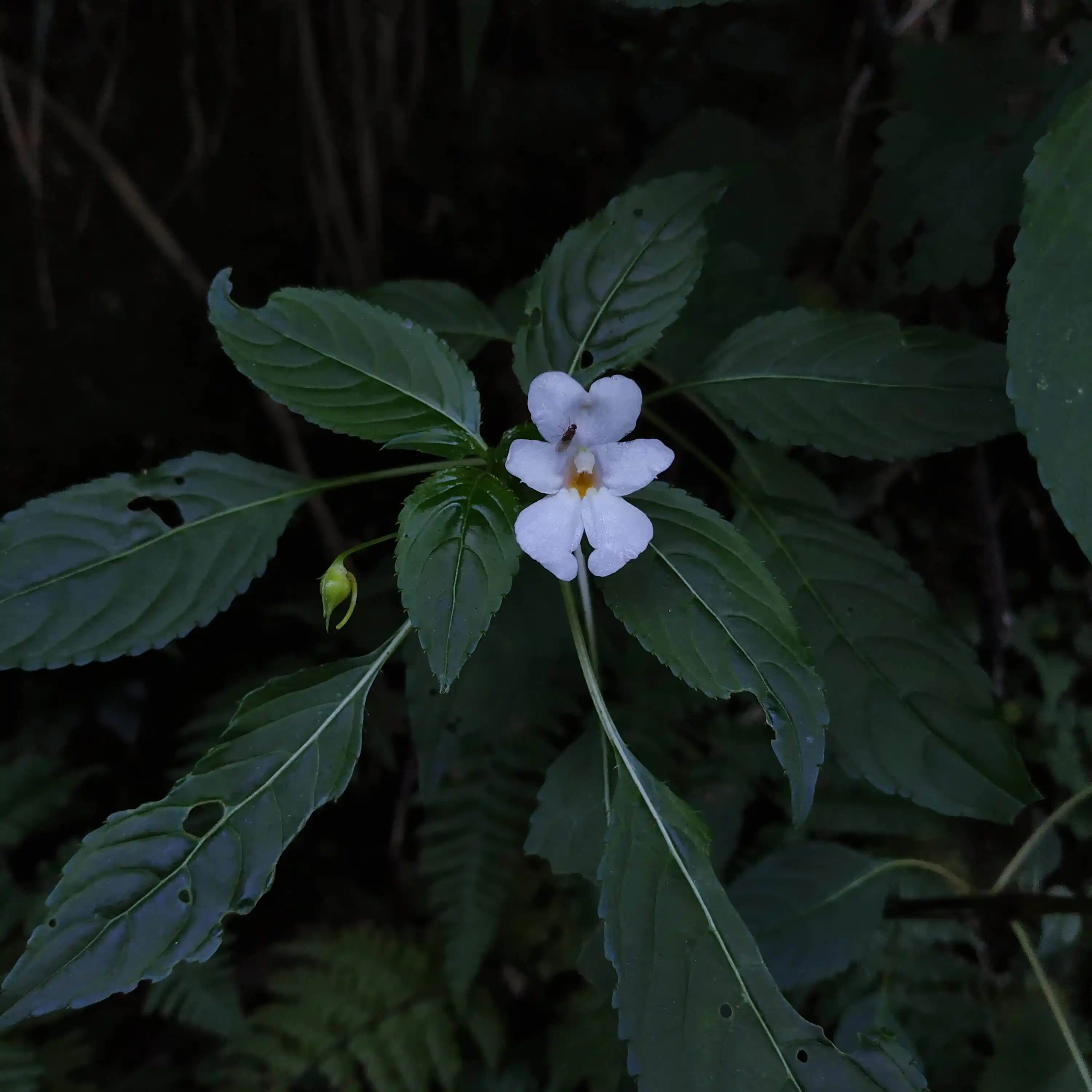 Impatiens leschenaultii