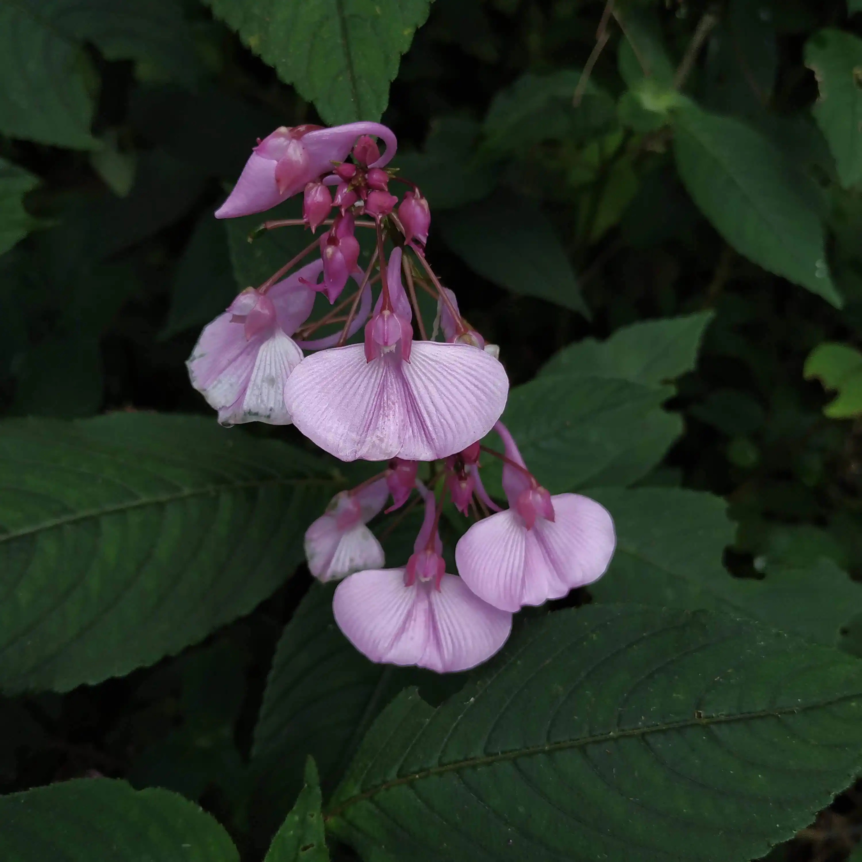 Impatiens maculata