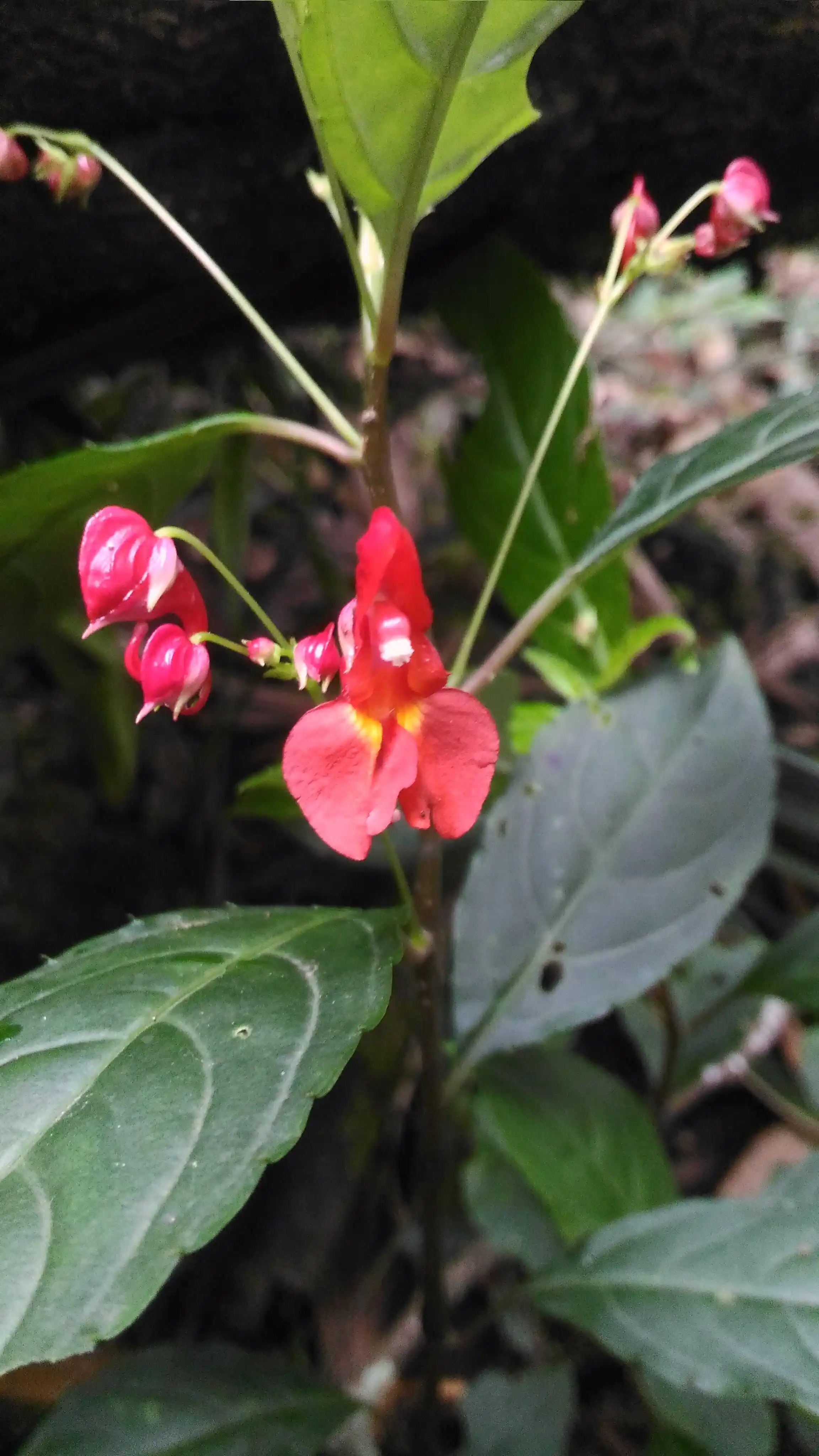 Impatiens phoenicea