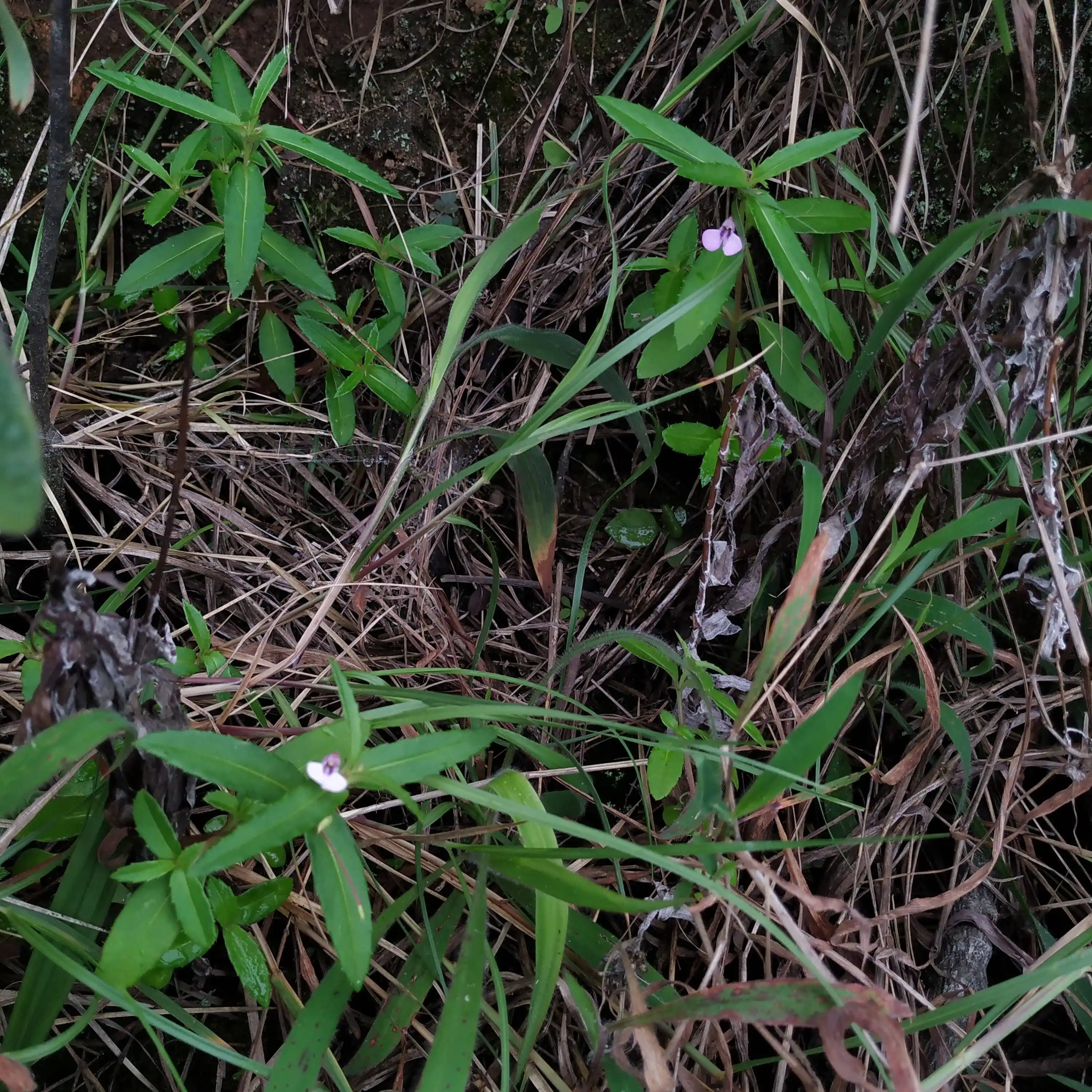 Impatiens tomentosa