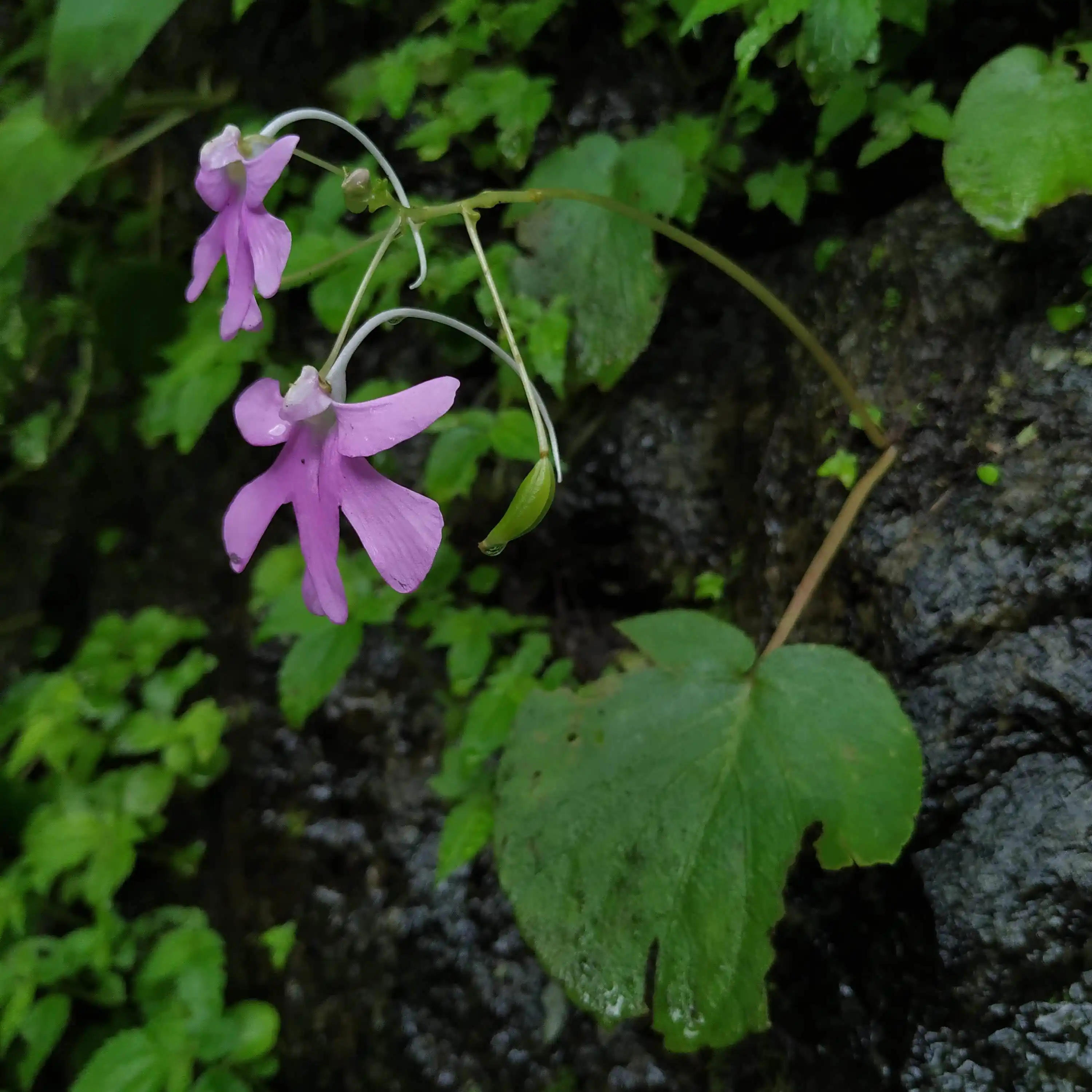 Impatiens scapiflora plant