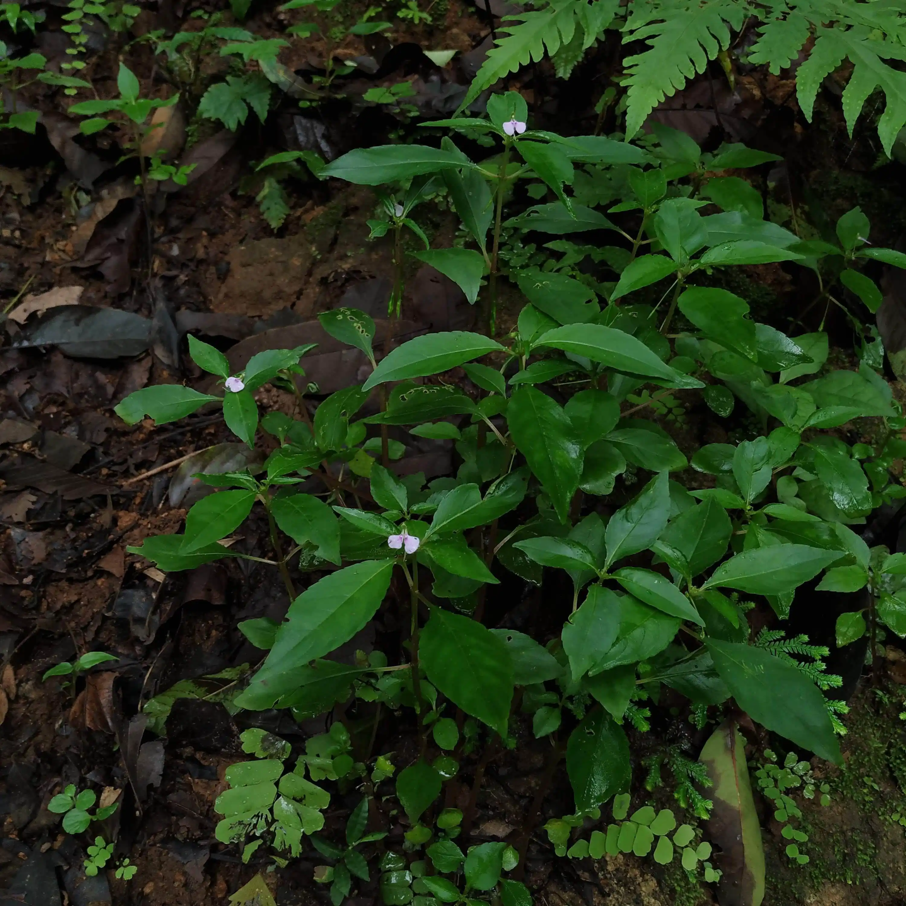 Impatiens minor