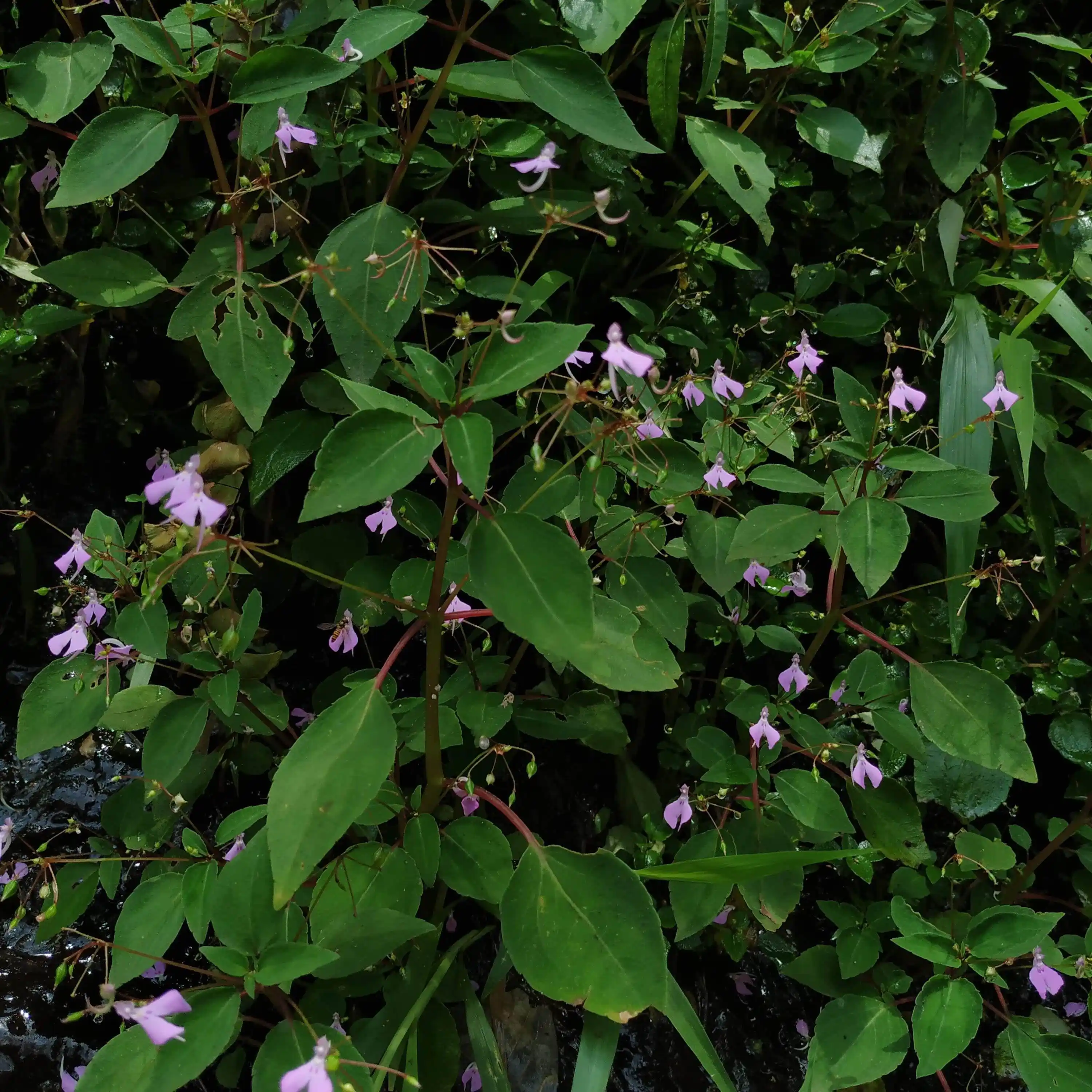 Impatiens viscosa