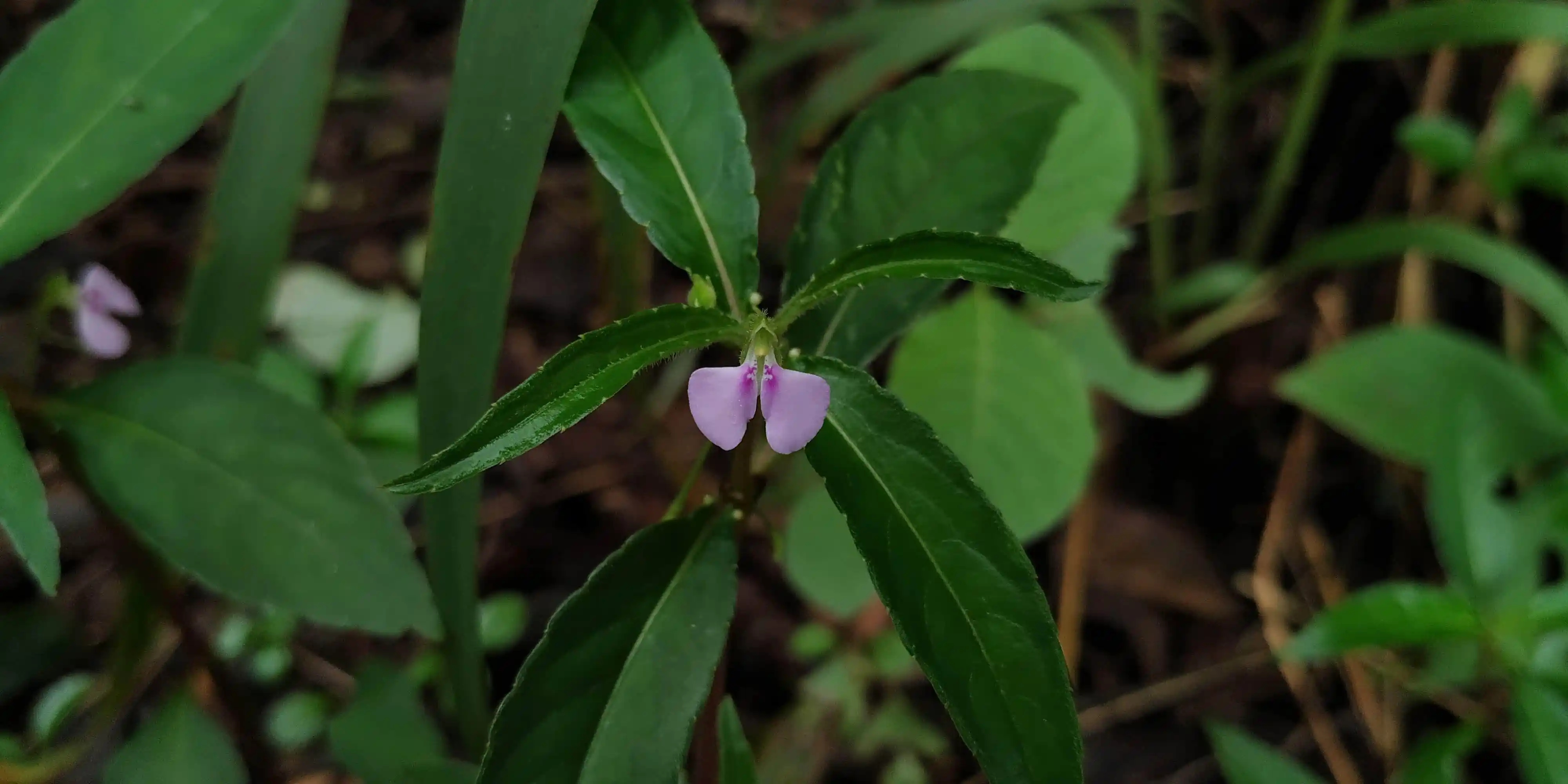 Impatiens minor plant