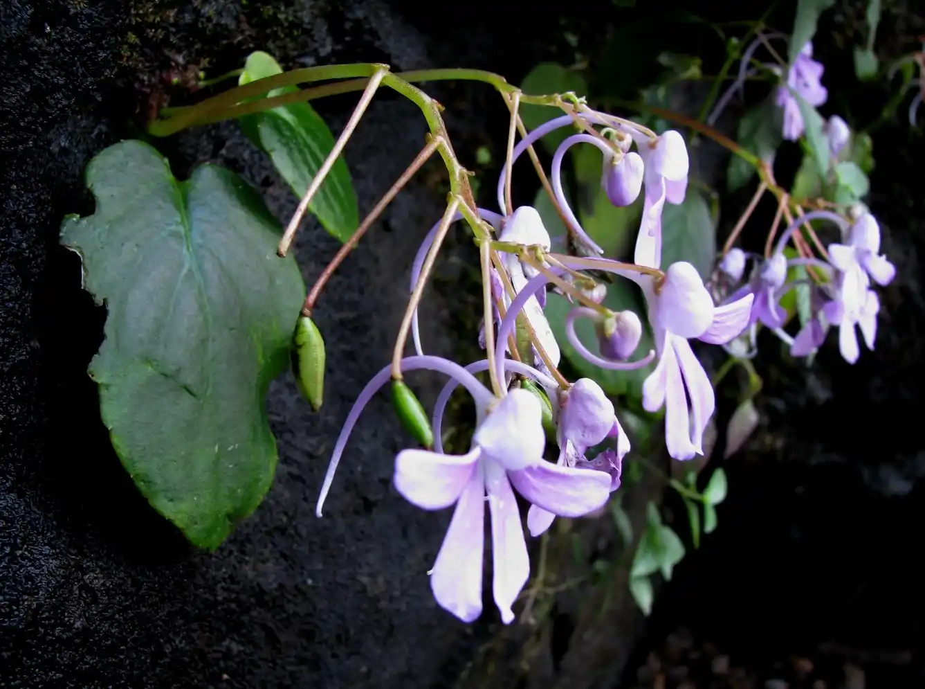 Impatiens acaulis plant