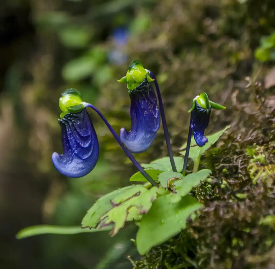 Impatiens violacea plant
