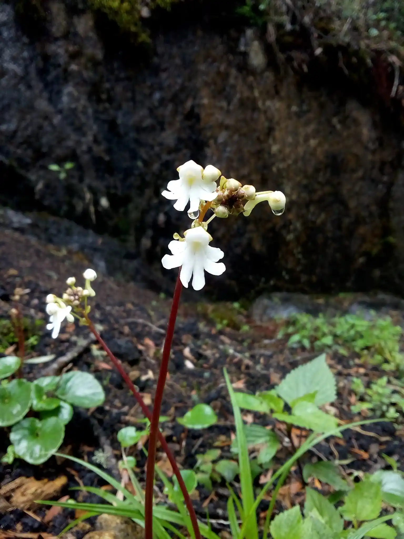 Impatiens clavicornu scape