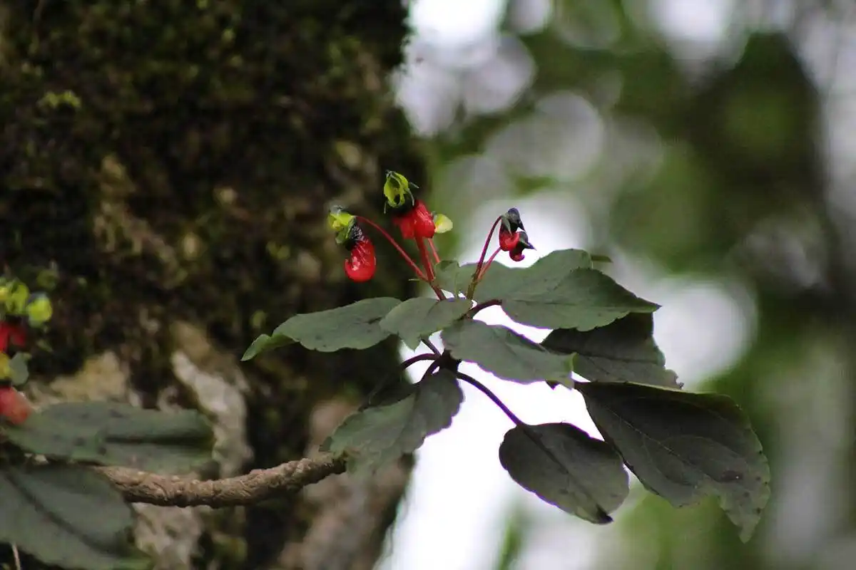 Impatiens parasitica