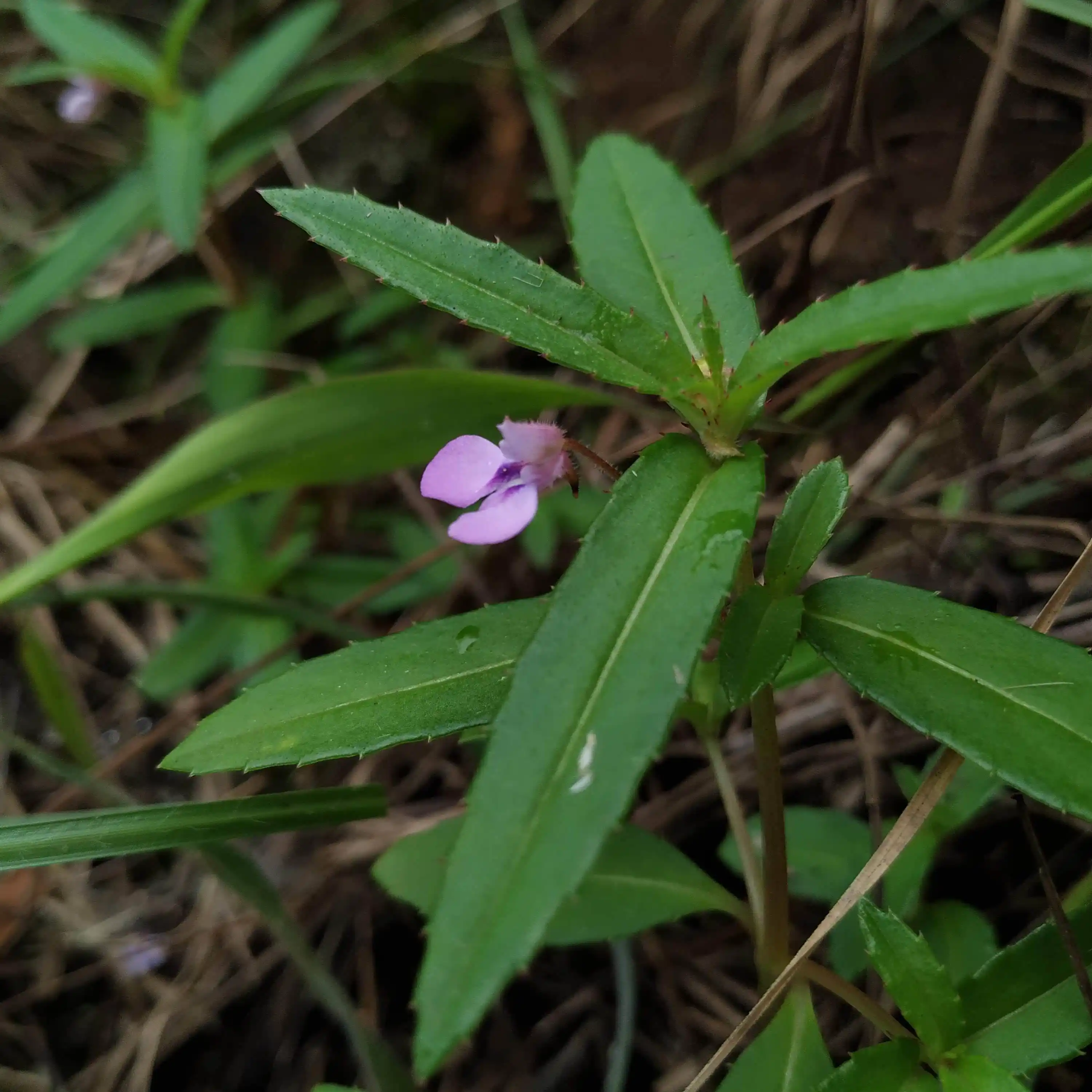 Impatiens tomentosa