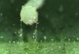 juicy secretions from the plant