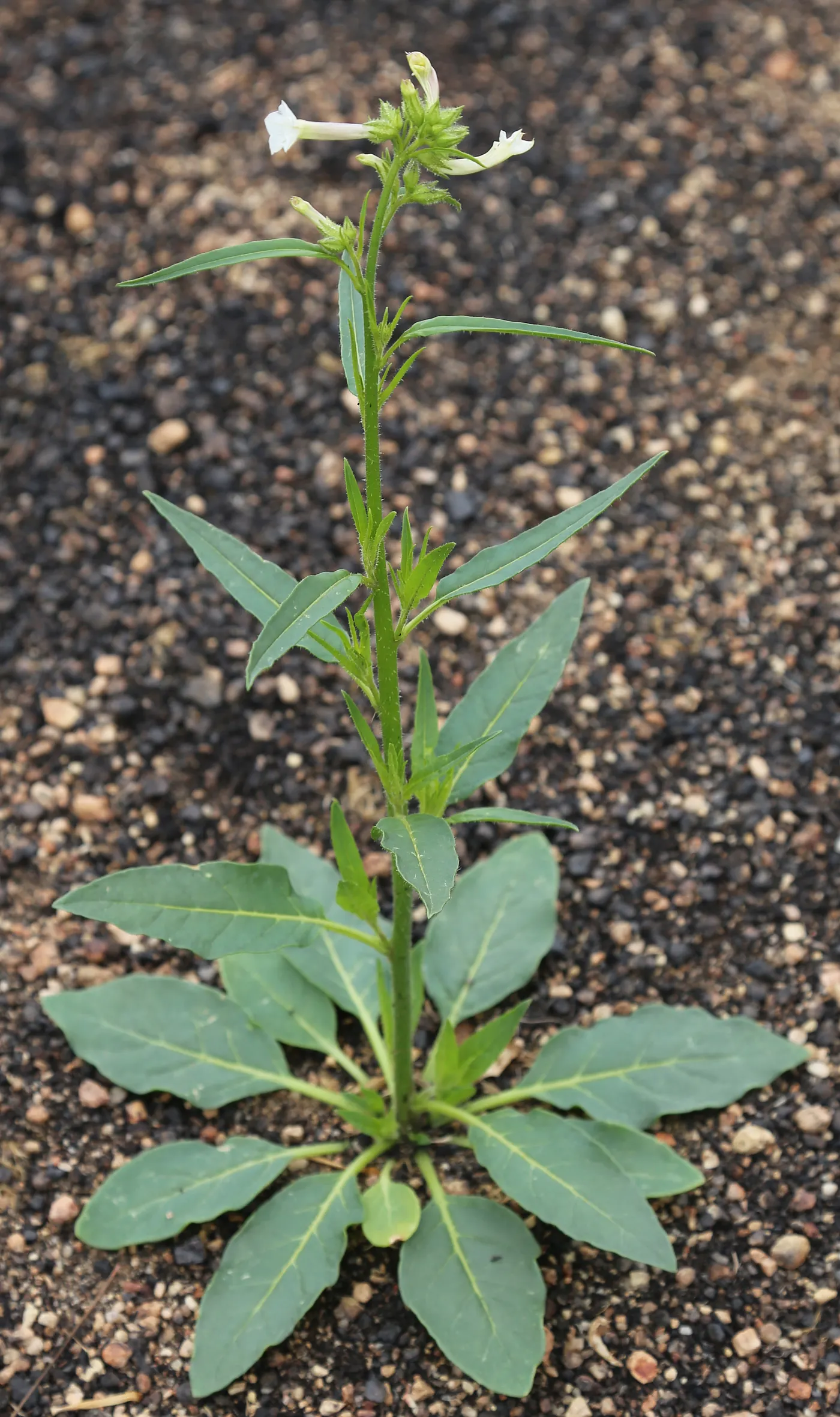 Nicotiana attenuata habit