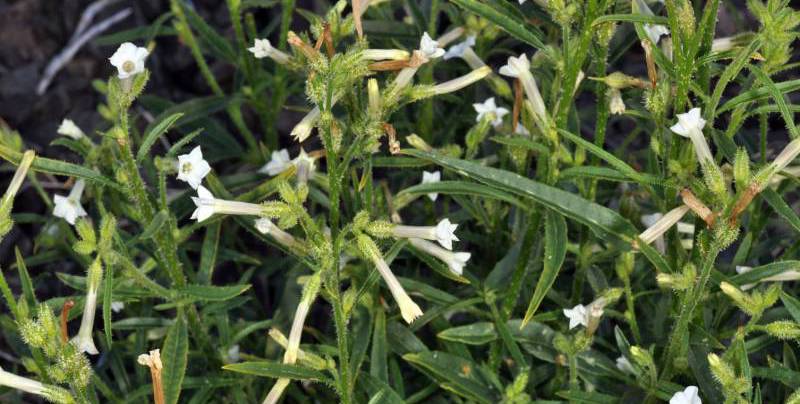 Nicotiana attenuata flowers