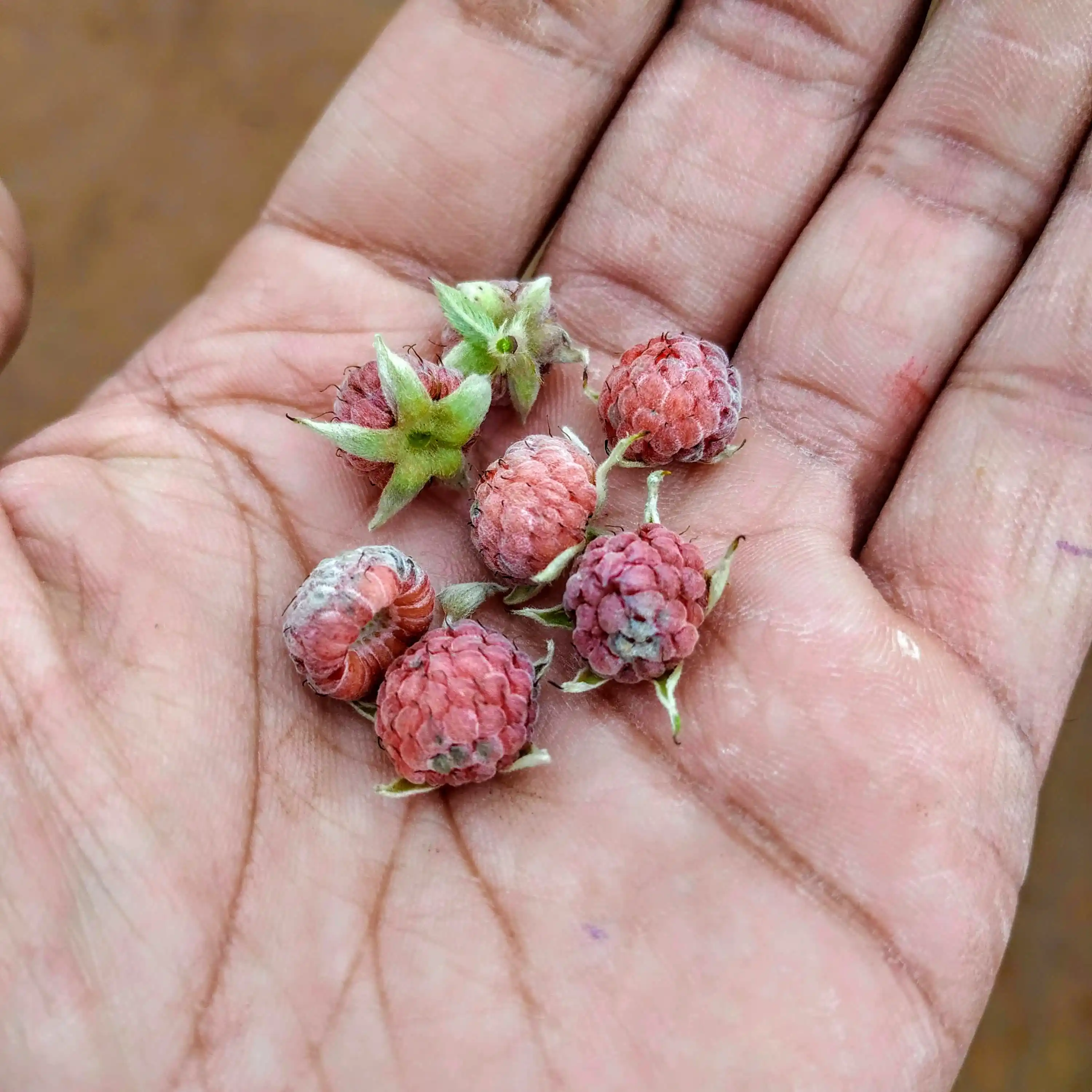 Rubus fruits!